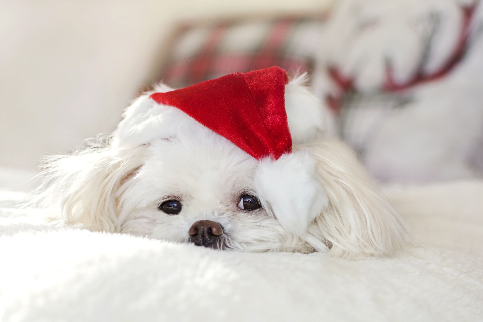 Nikon D7200 sample photo. Cute, christmas, winter photography
