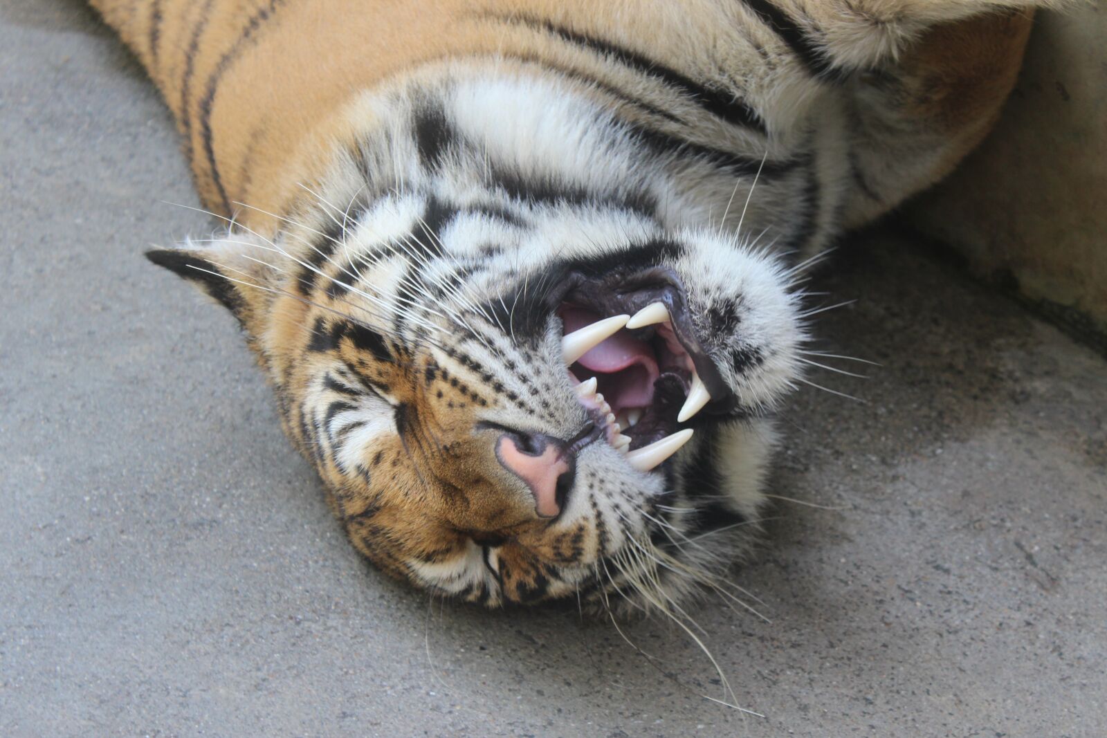 Canon EOS 600D (Rebel EOS T3i / EOS Kiss X5) sample photo. Animal, cat, mammal photography