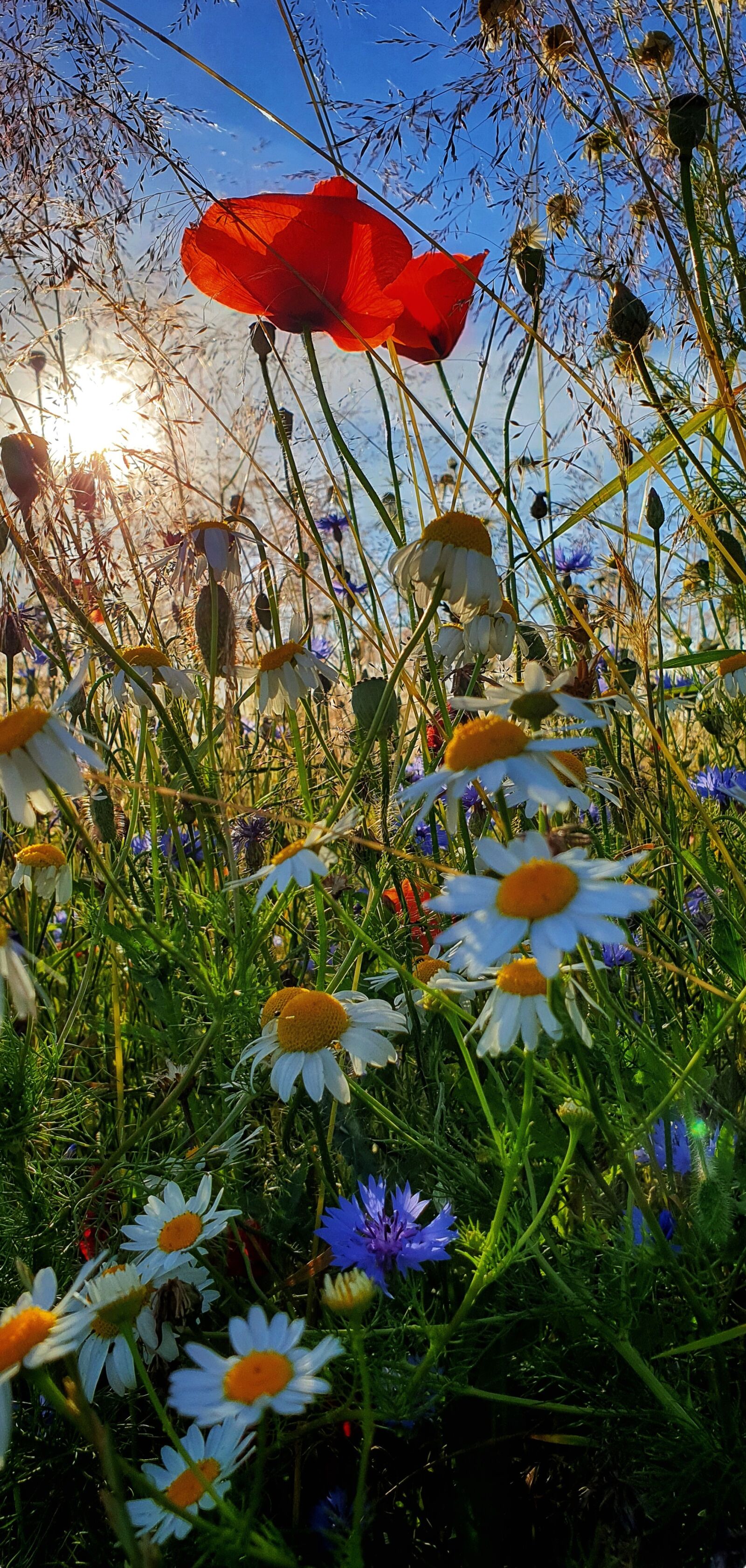 Samsung Galaxy S9+ sample photo. Holidays, summer, meadow photography