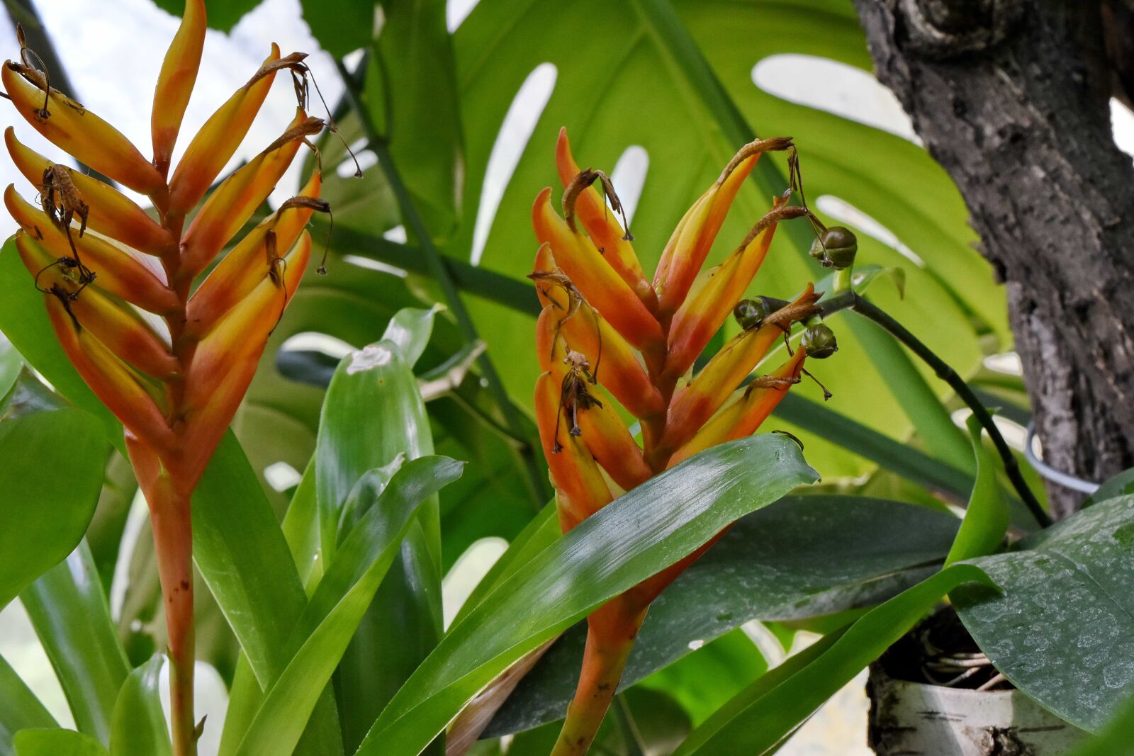 Nikon D5500 sample photo. Rain forest, tropical, nature photography