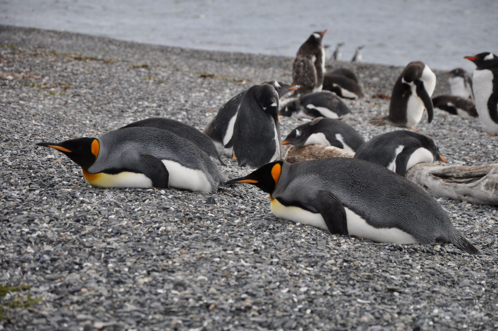 Nikon D5000 sample photo. South america, argentina, ushuaia photography
