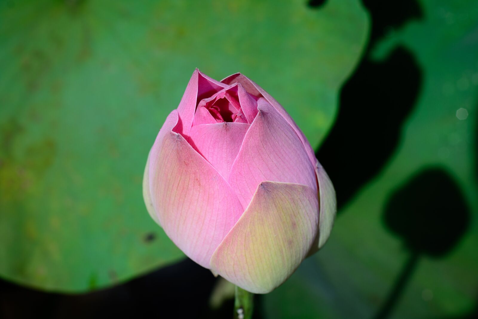 Nikon D7100 sample photo. Flower, pink, green photography