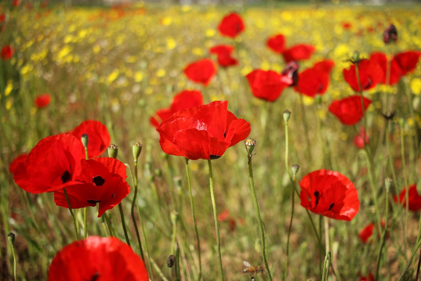 Canon EOS 7D Mark II + Canon EF-S 24mm F2.8 STM sample photo. Flowers, poppies, field photography