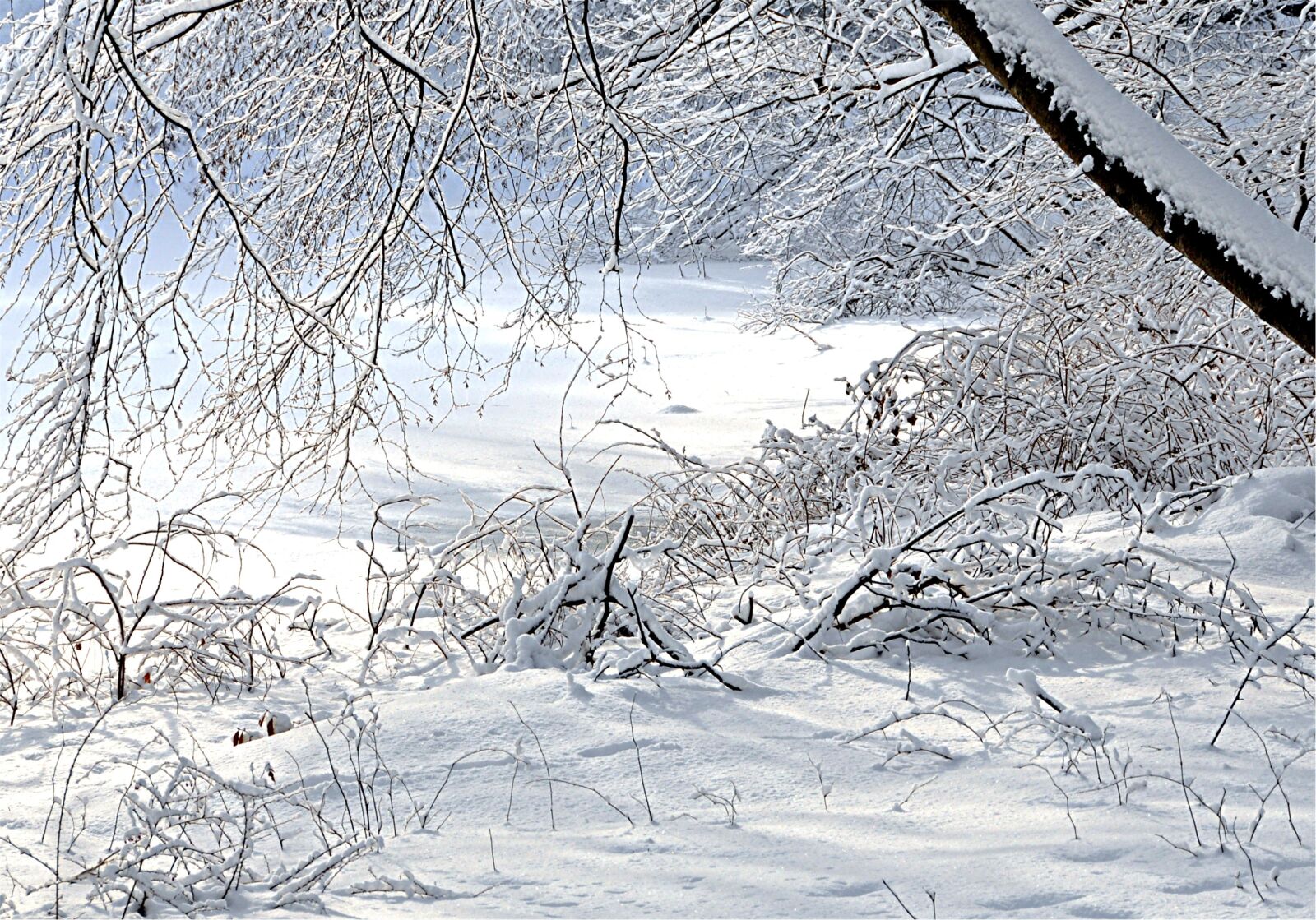 Nikon D90 sample photo. Snow, nature, pure white photography