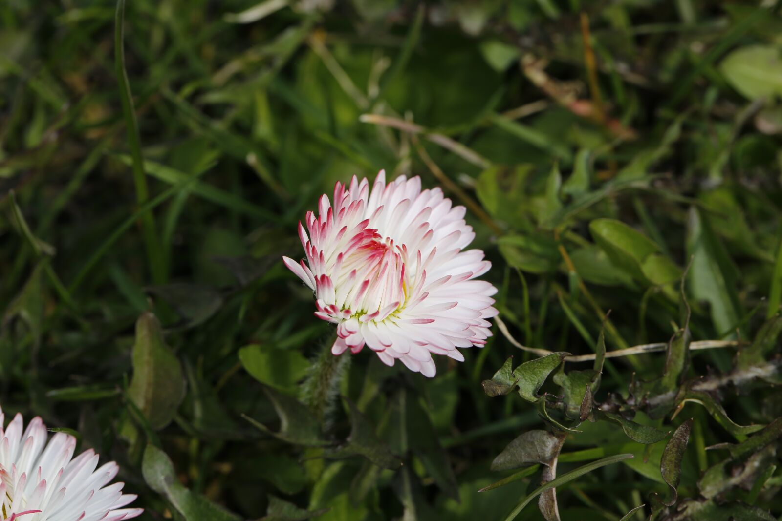 Canon EF 100mm F2.8L Macro IS USM sample photo. Flower, spring, nature photography