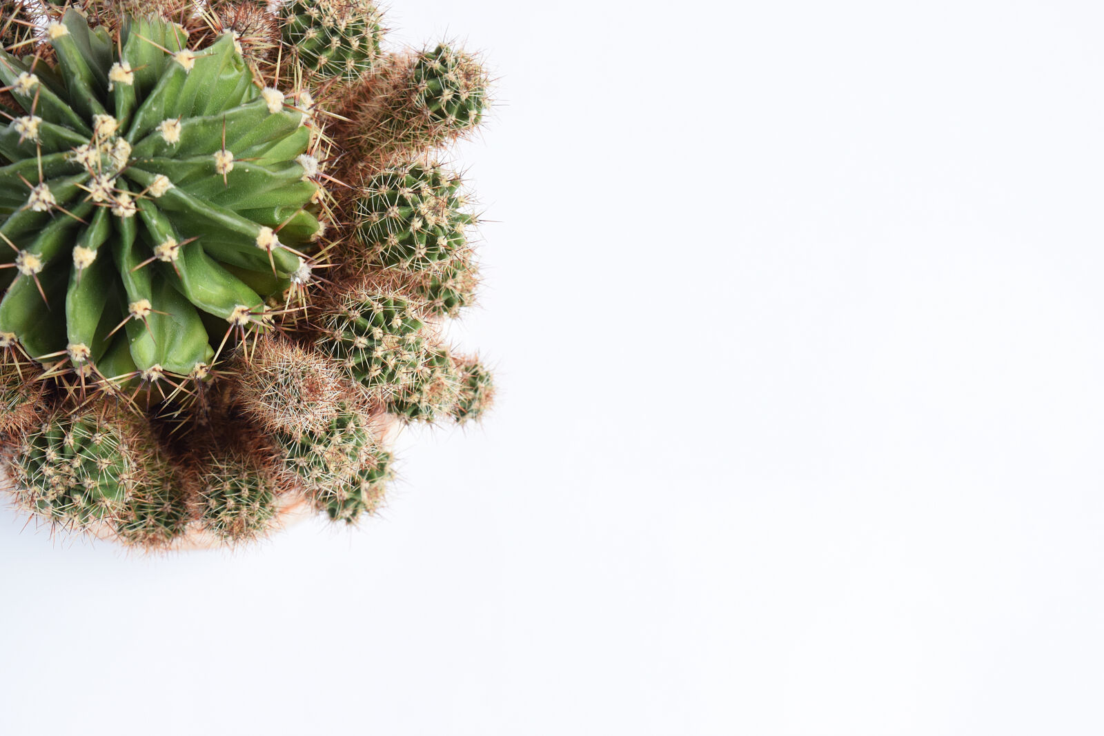 Nikon D3300 sample photo. Botanical, botany, cacti, cactus photography