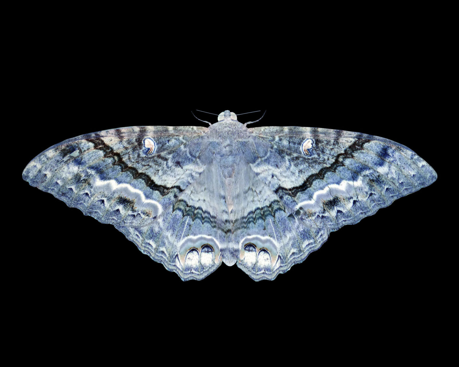 Leica V-Lux 4 sample photo. Moth photography