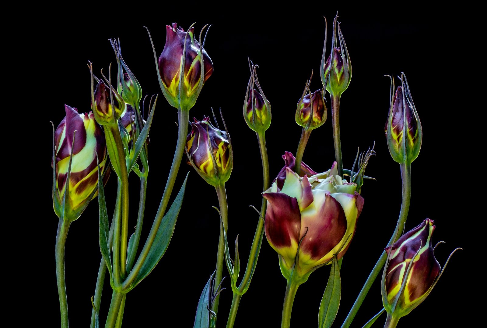 Nikon D3200 sample photo. Flowers, closeup, beauty photography