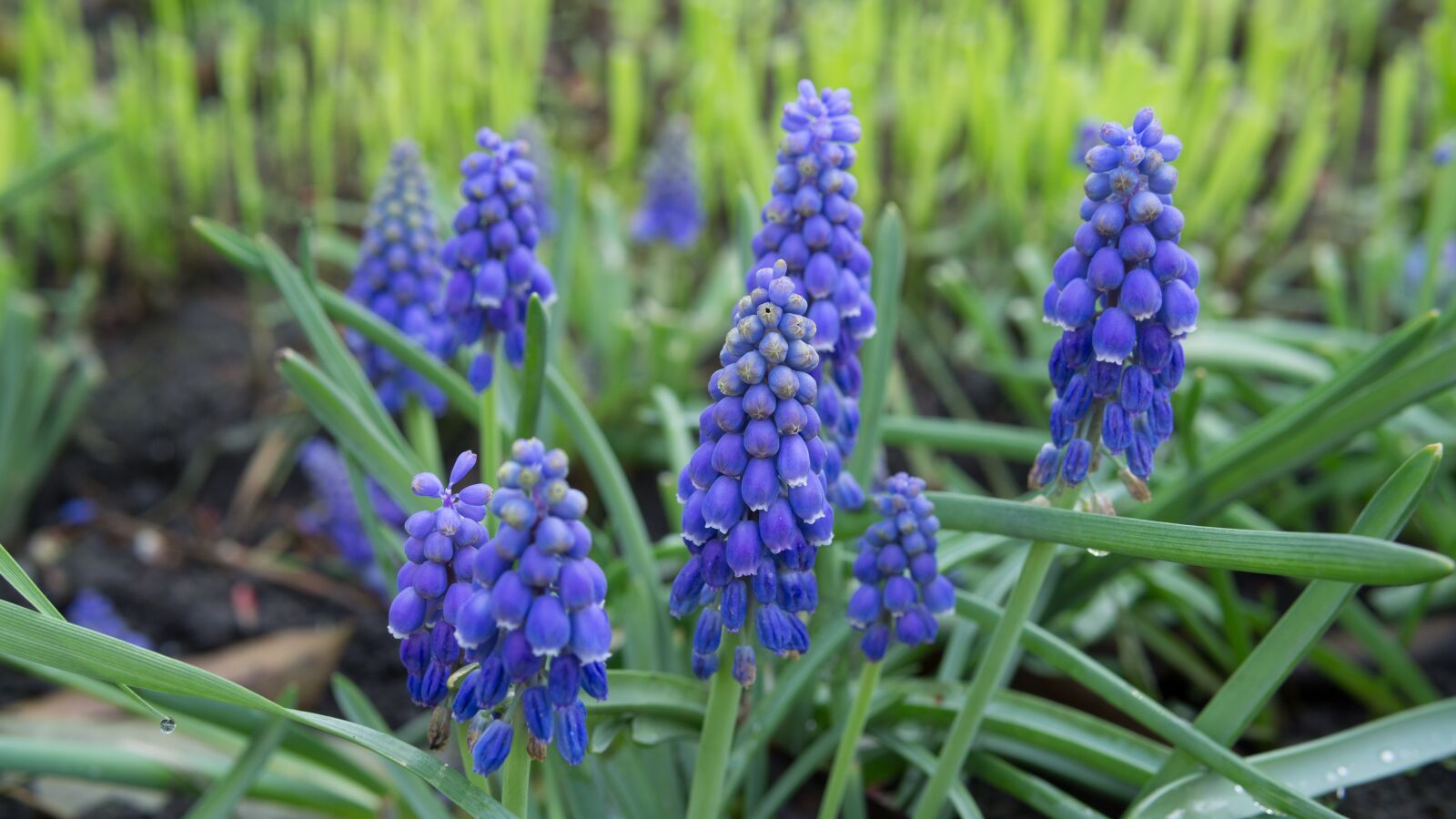 30mm F1.4 DC DN | Contemporary 016 sample photo. Lavender, travel, spring photography