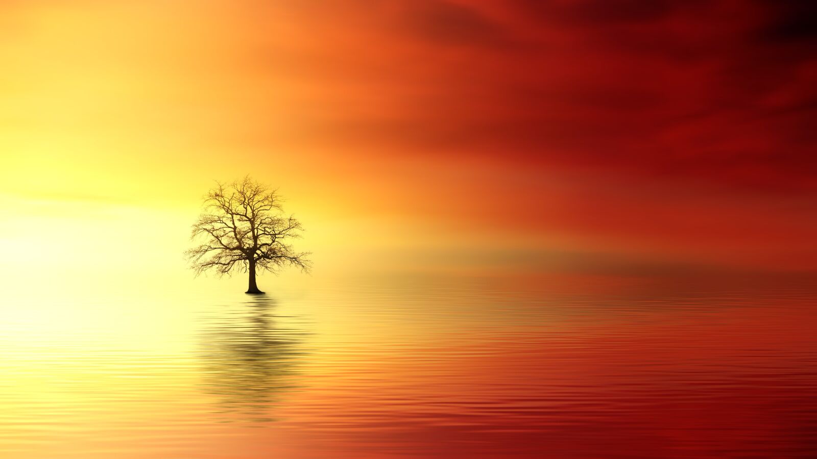 Sony Cyber-shot DSC-HX9V sample photo. Sunset, tree, dawn photography