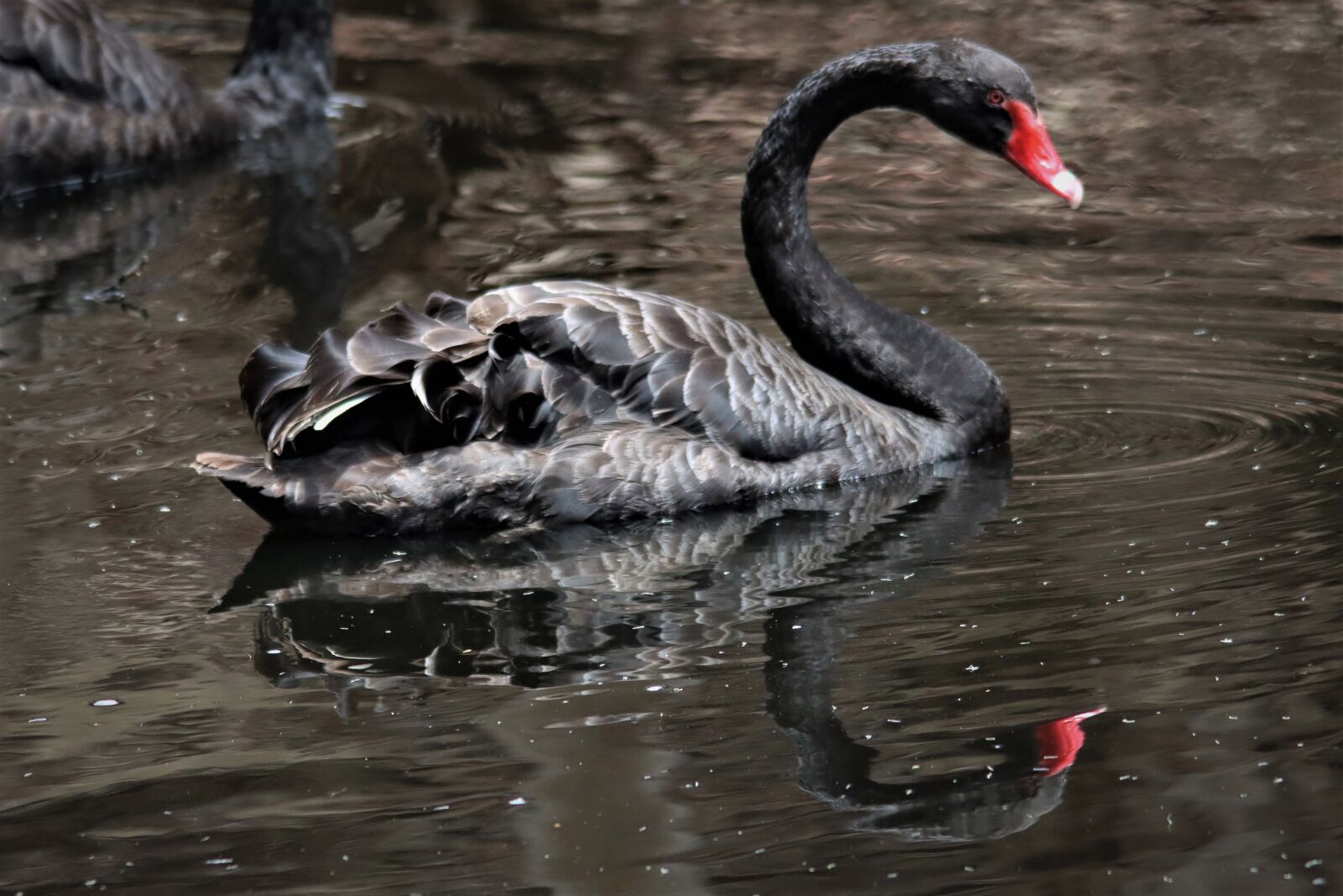 Canon EOS 90D sample photo. Black, swan, reflection photography