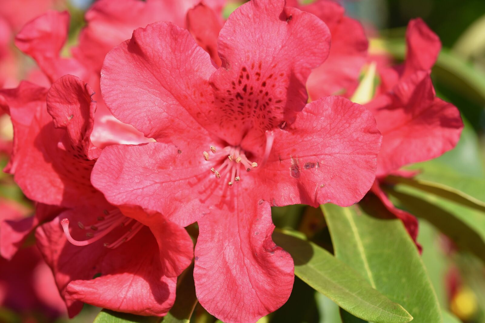 Nikon D5600 sample photo. Flower, red flower, rhododendron photography
