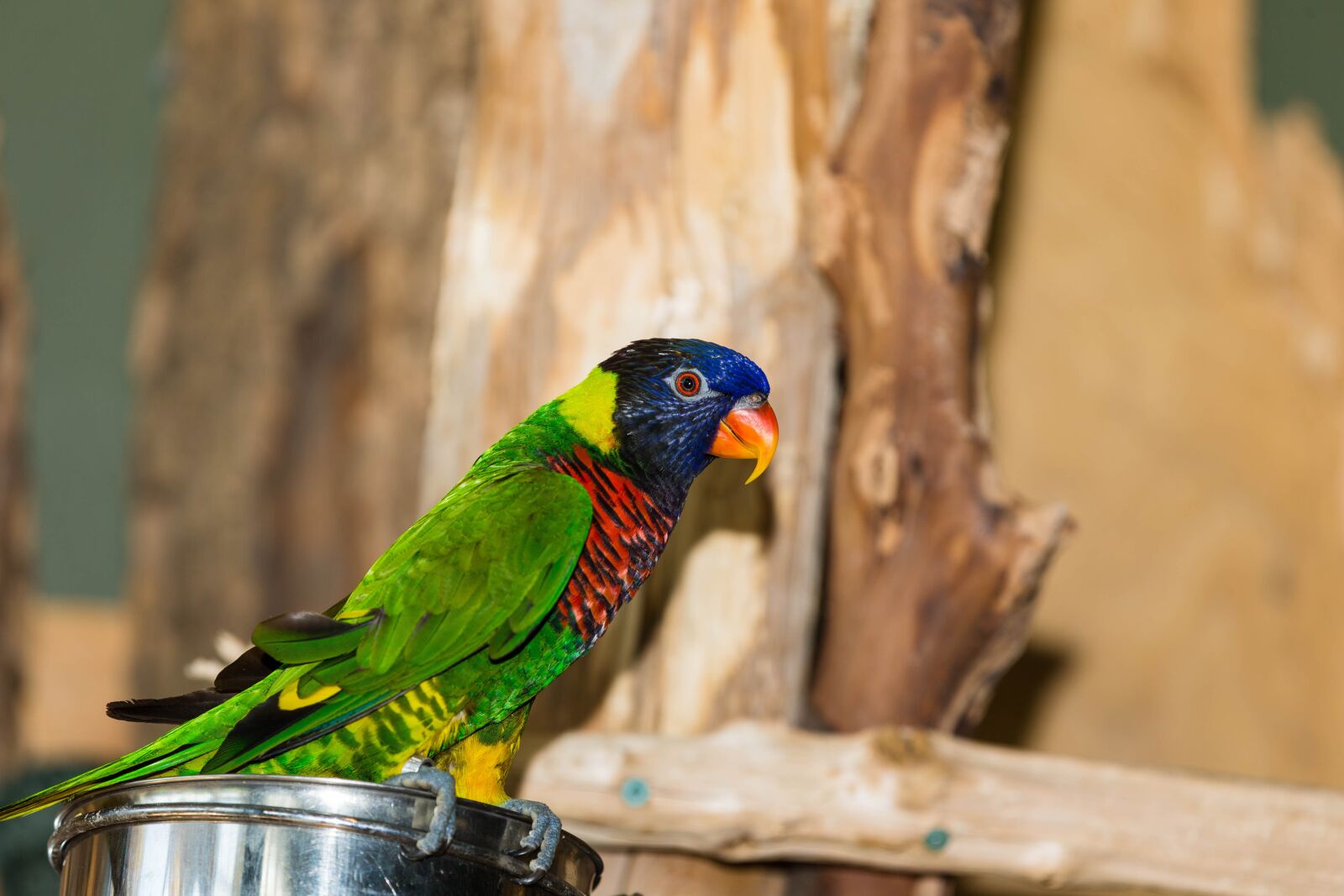 Canon EOS-1D X + Canon EF 70-200mm F2.8L IS II USM sample photo. Green naped lorikeet, parrot photography