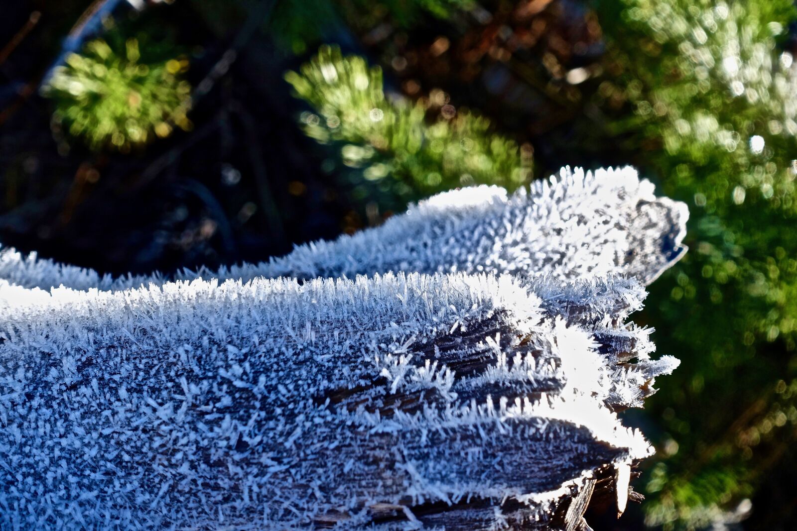 Sony Cyber-shot DSC-RX100 III sample photo. Frost, ice, icy photography