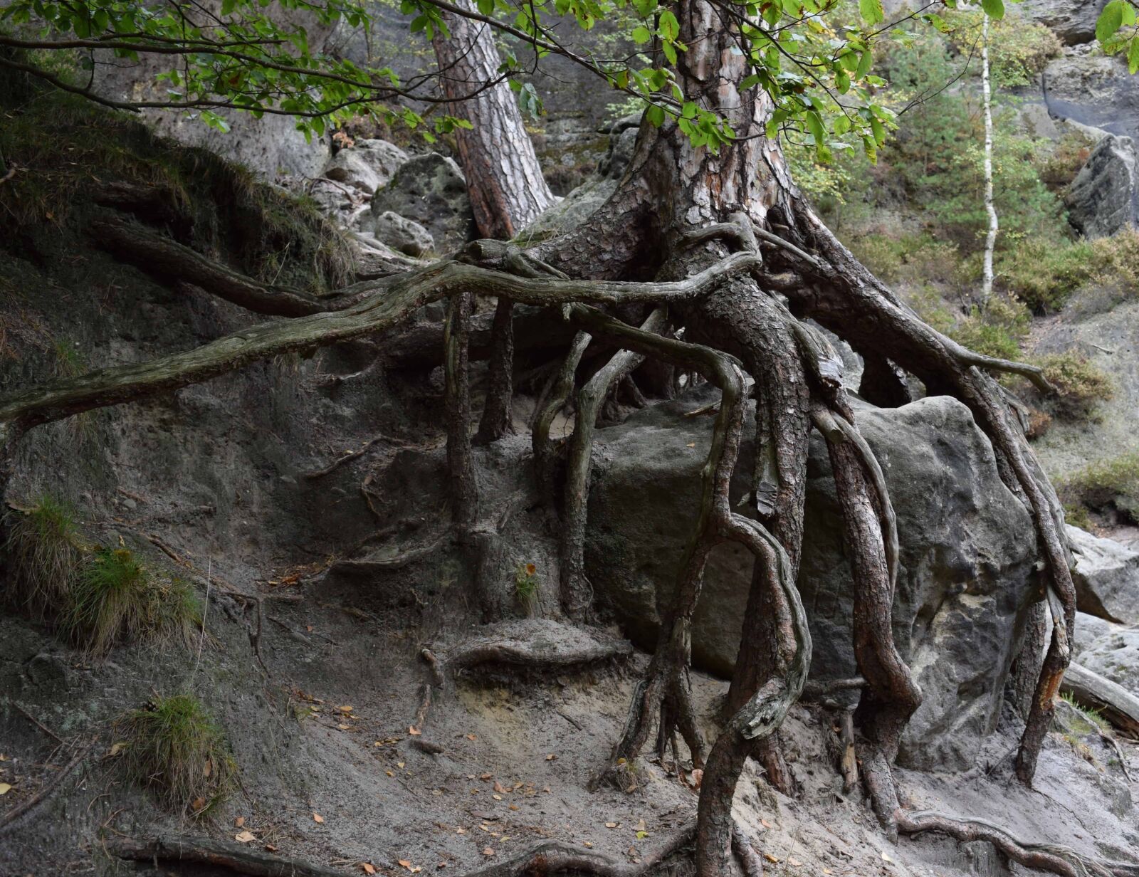 Nikon D3300 sample photo. Root, nature, old, wood photography