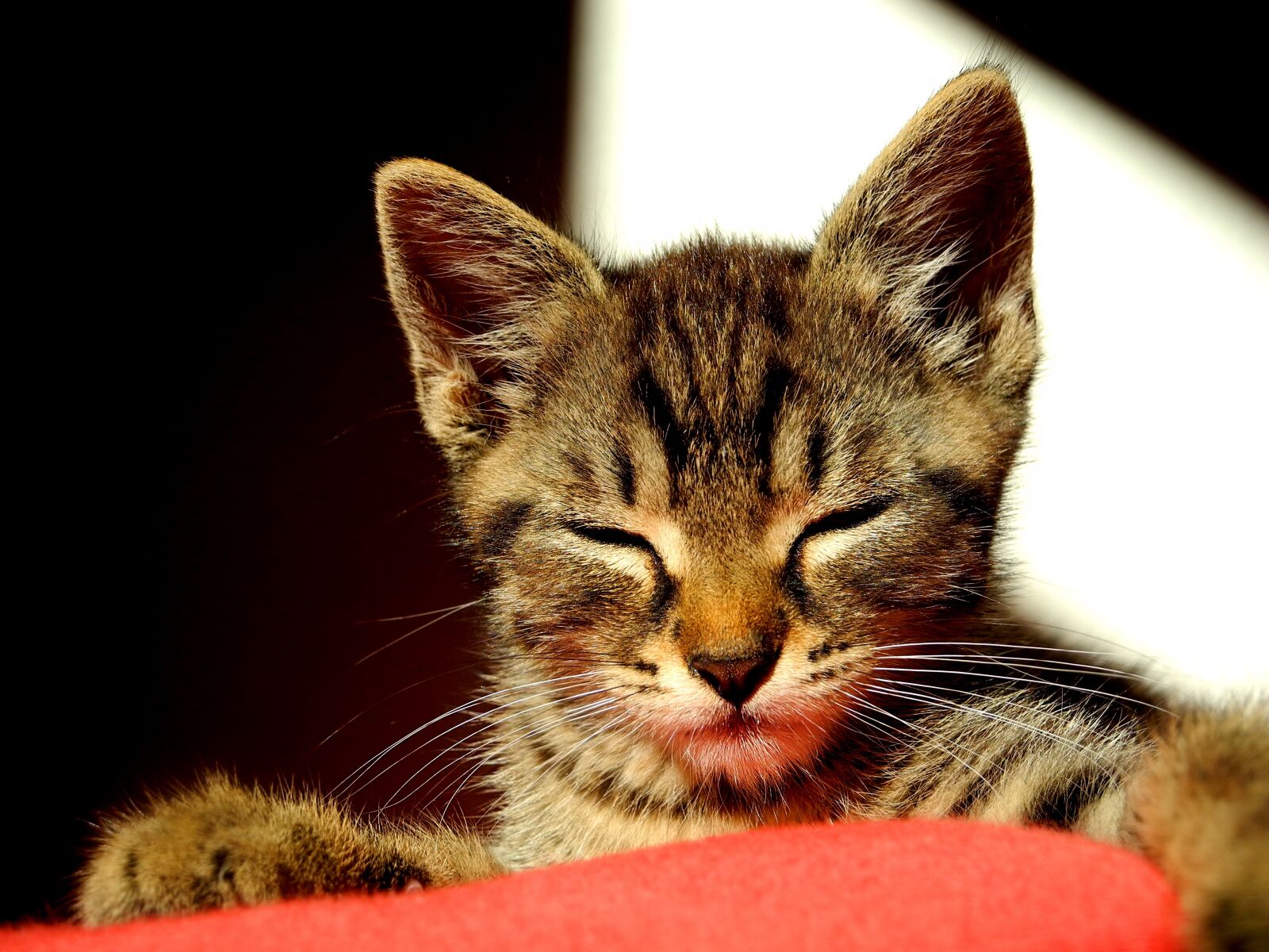 Nikon Coolpix P7000 sample photo. Cat, kitten, pet photography