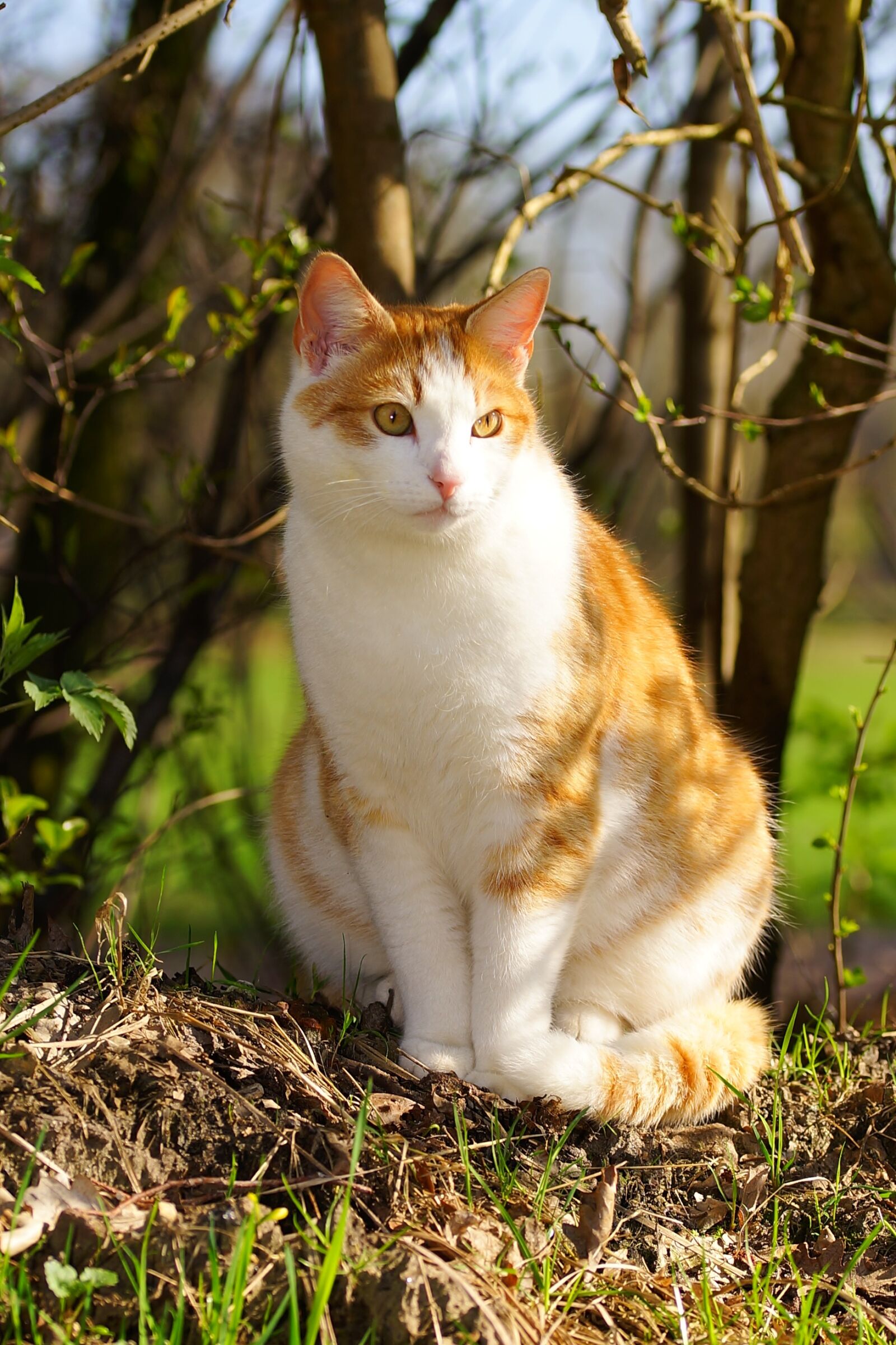Sony a99 II sample photo. Cat, female, spring photography