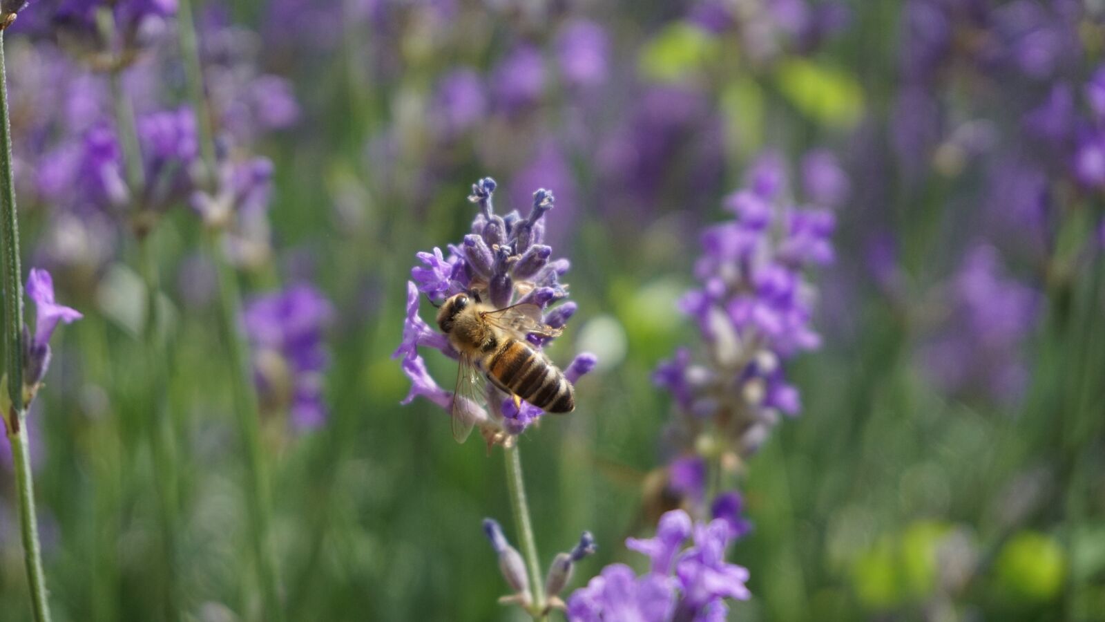 Sony a6000 sample photo. Bee, biene, spring photography