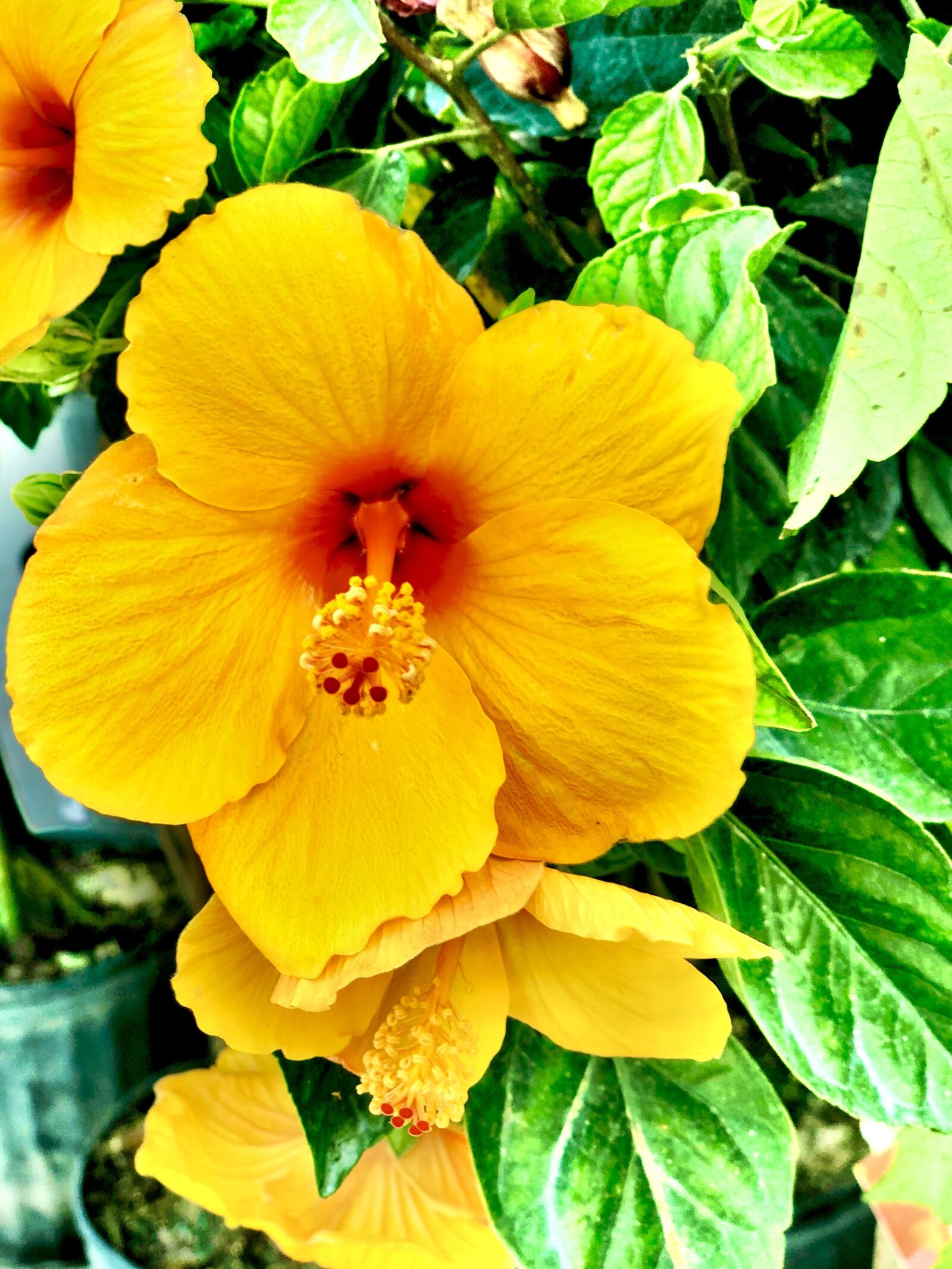 iPhone X back dual camera 6mm f/2.4 sample photo. Yellow, hibiscus, flower photography