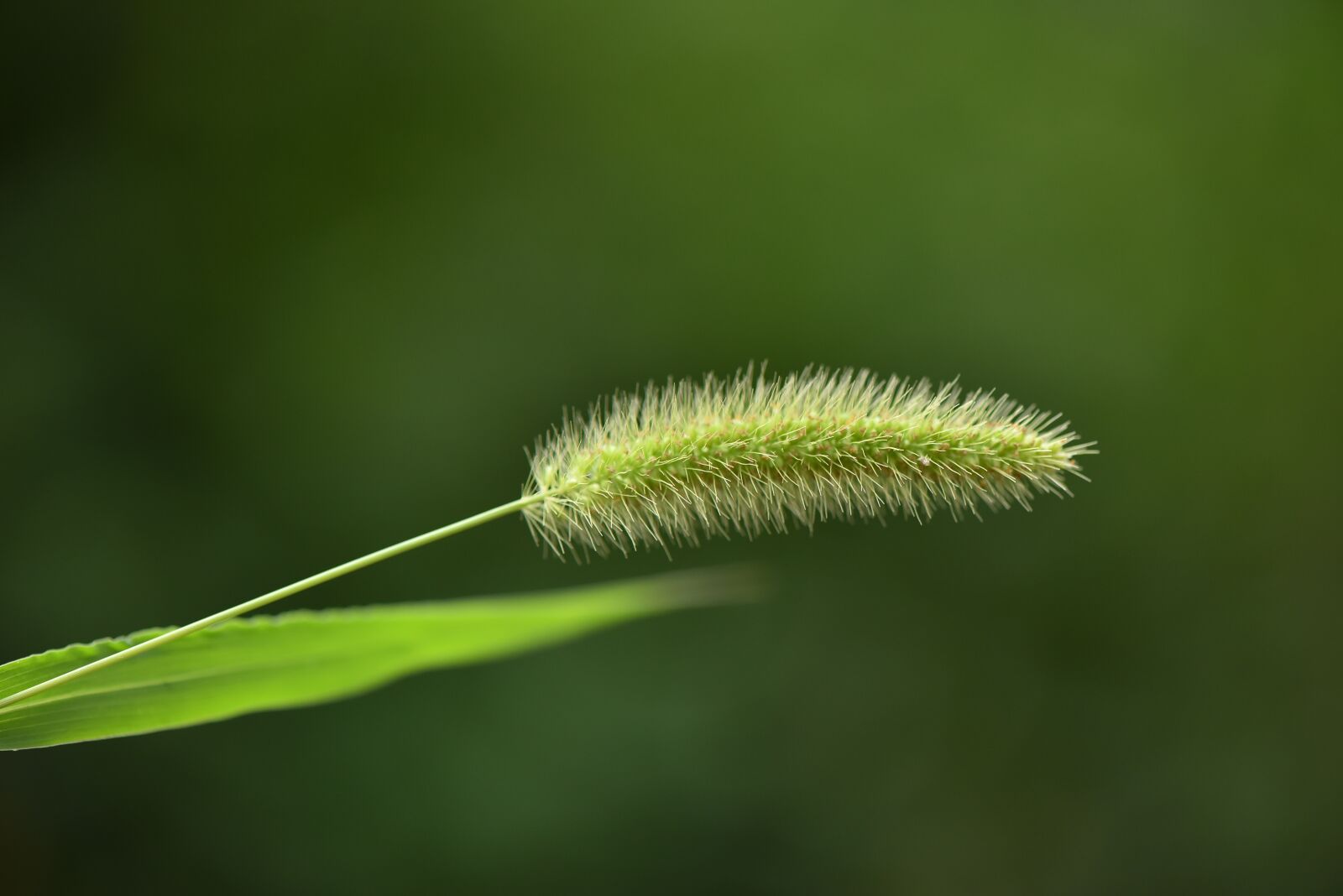 Nikon D750 sample photo. Garden, spring, insect photography