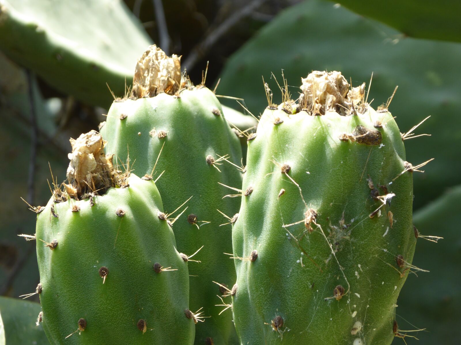 Panasonic DMC-TZ61 sample photo. Cactus fruit, summer, sicily photography
