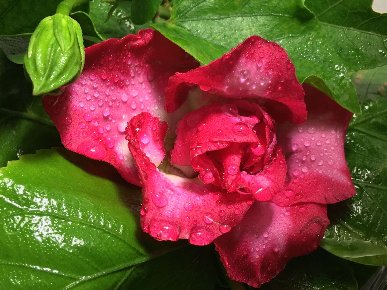 Apple iPhone 6s Plus sample photo. Red flower, drops, flower photography