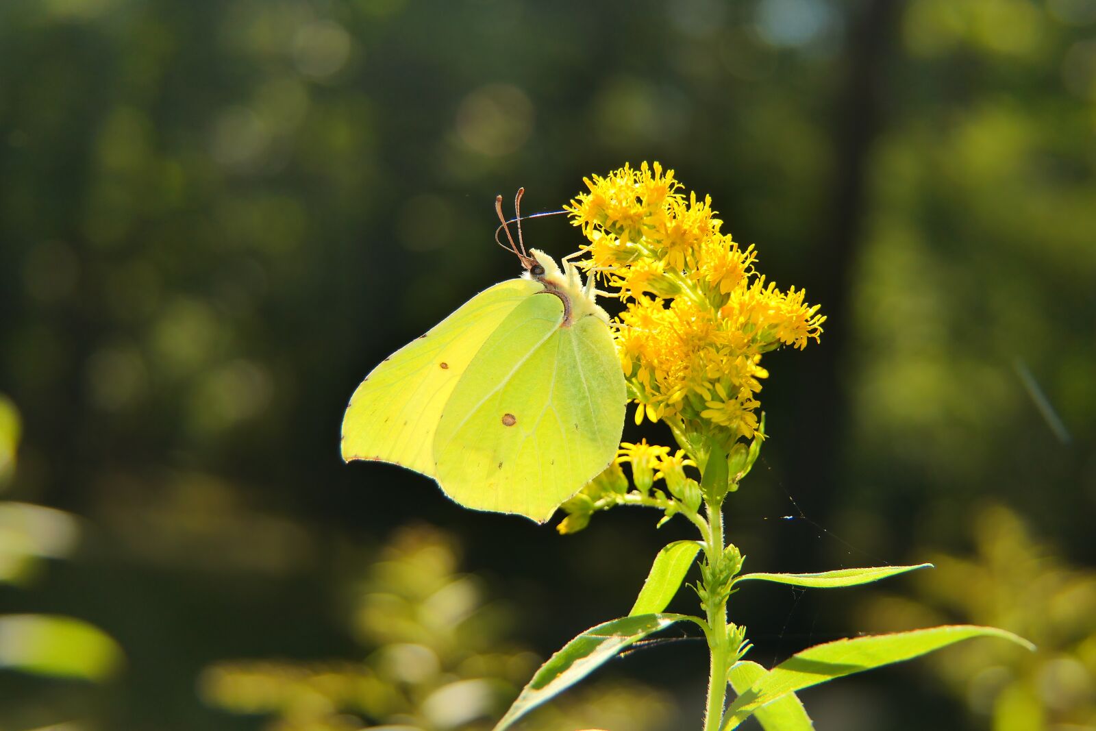 Panasonic Lumix DMC-FZ2500 (Lumix DMC-FZ2000) sample photo. Cloudless sulphur butterfly, flower photography
