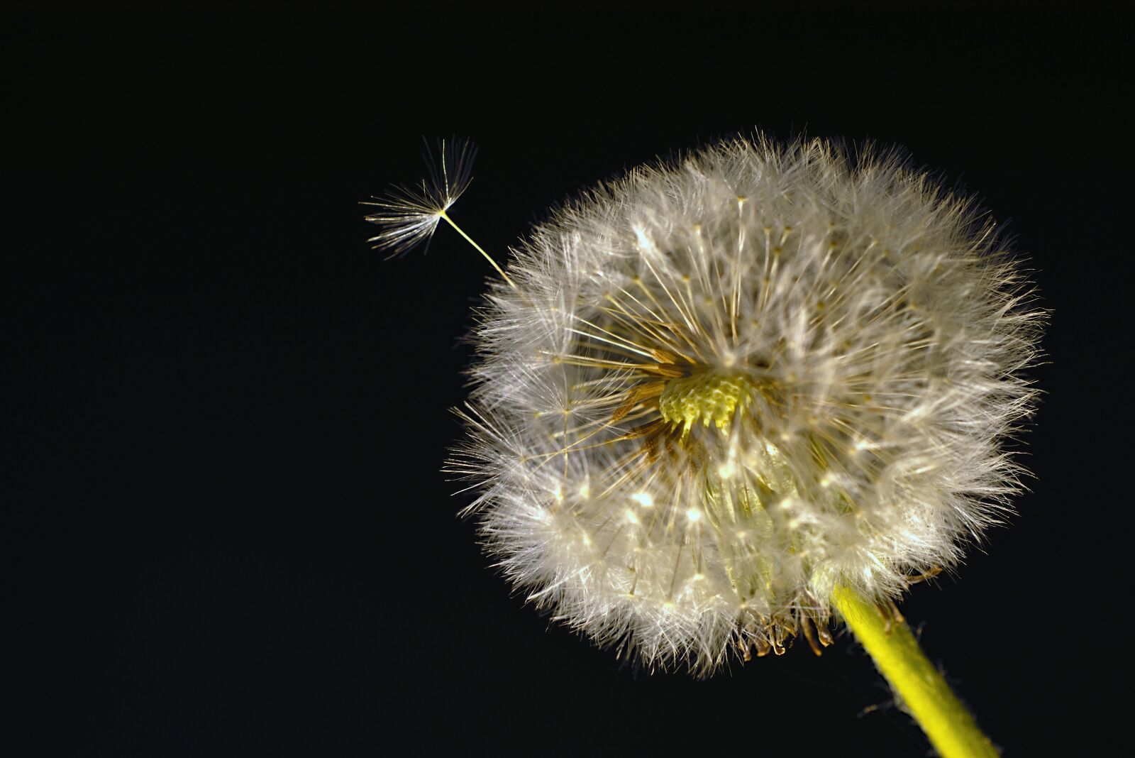 Nikon D5600 sample photo. Dandelion, blossom, bloom photography