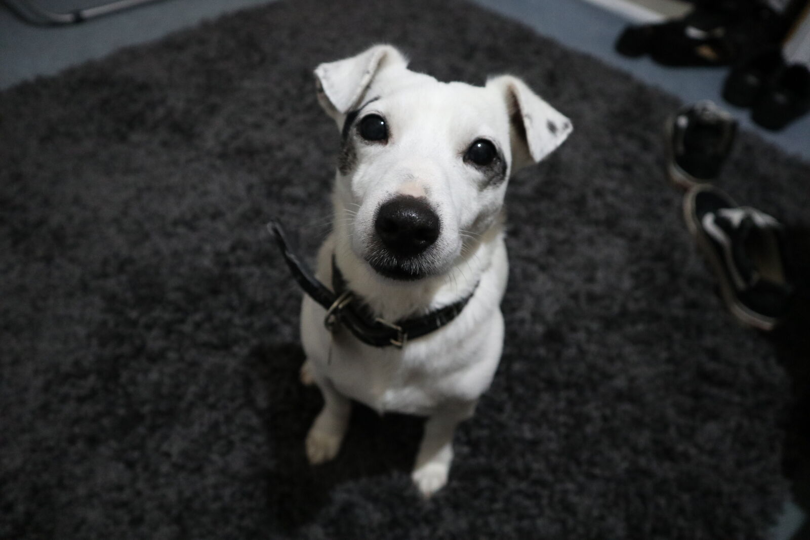 Canon EF-M 15-45mm F3.5-6.3 IS STM sample photo. White, jack, russel, with photography