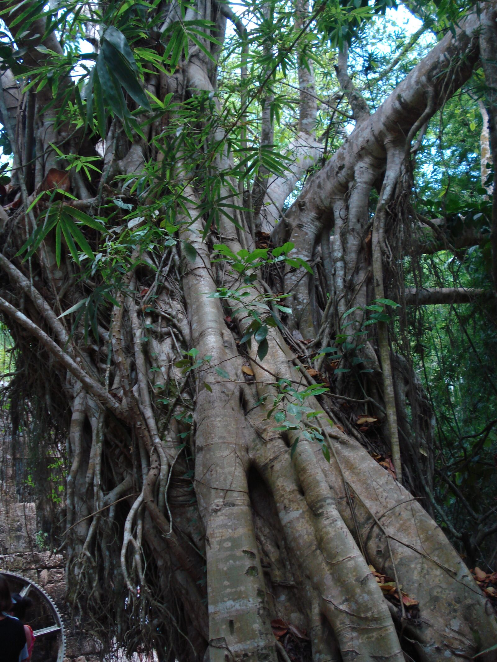 Sony DSC-W35 sample photo. Tropical, tree trunk, jungle photography