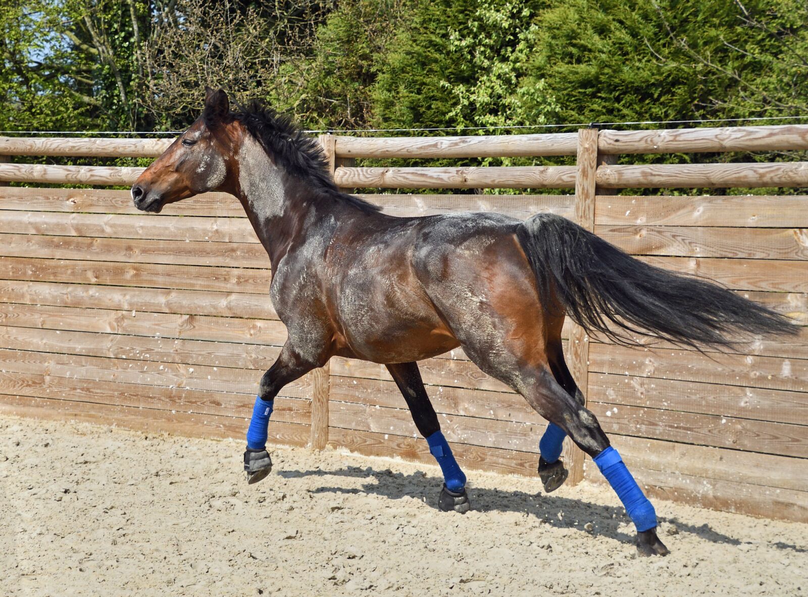 Nikon D500 sample photo. Horse, run, gallop photography