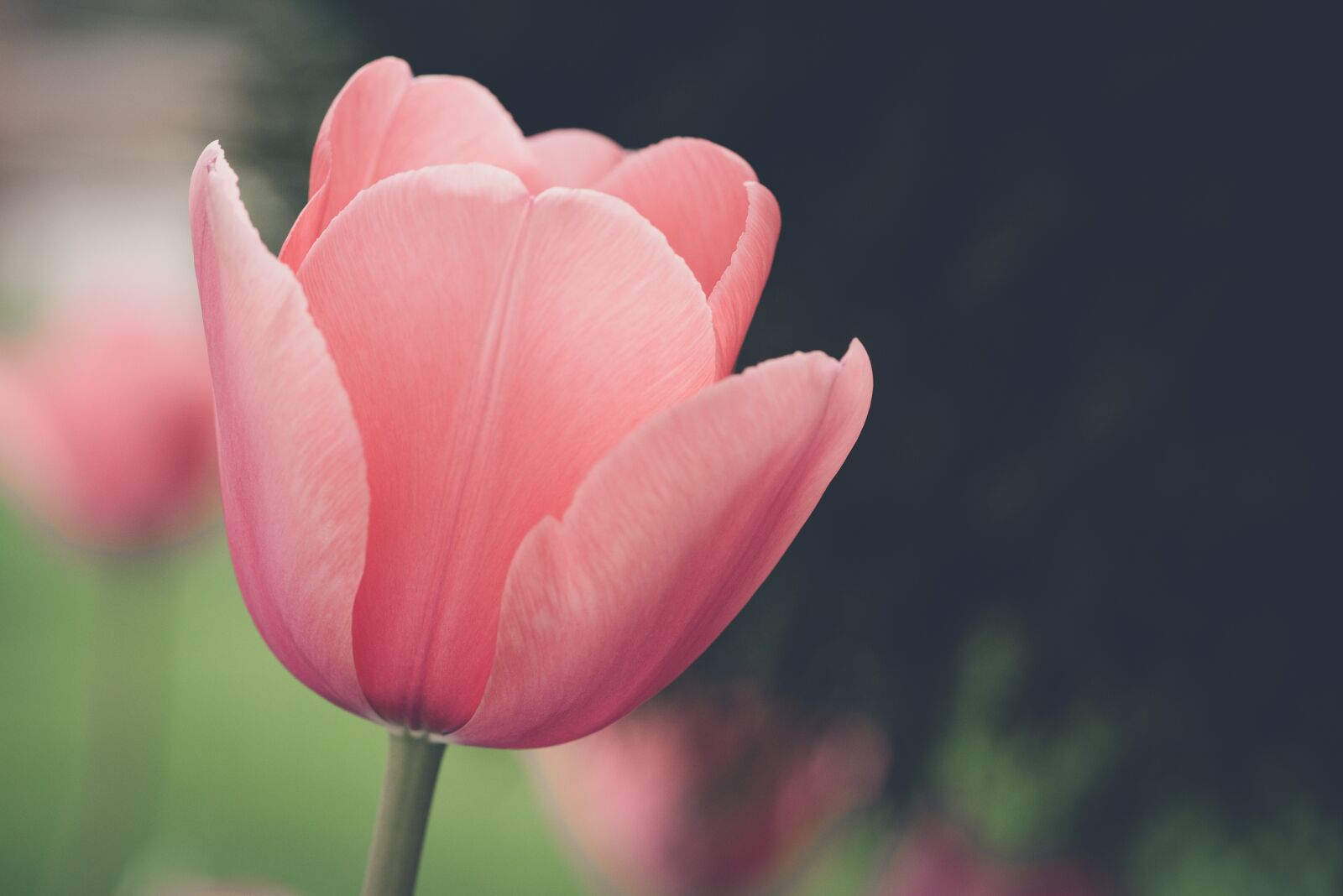 Nikon D750 sample photo. Tulip, flower, blossom photography