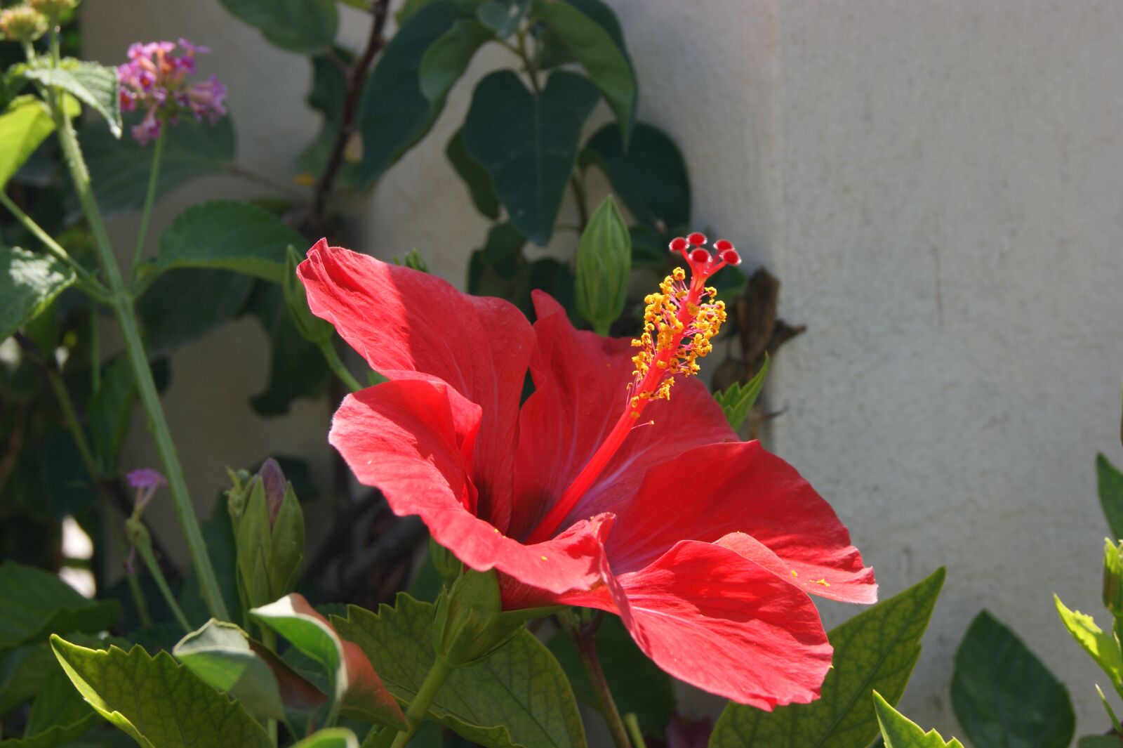 Sony Alpha DSLR-A290 sample photo. Hibiscus flower, macro, nature photography