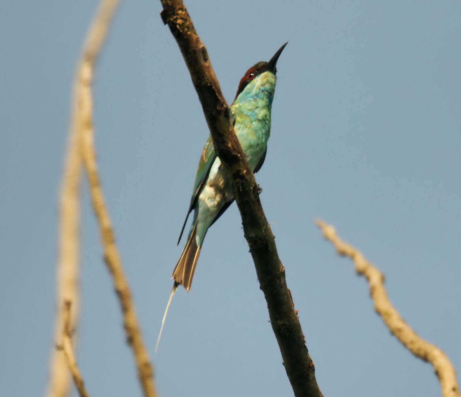 Olympus OM-D E-M1 sample photo. Blue-throated bee eater, wild photography