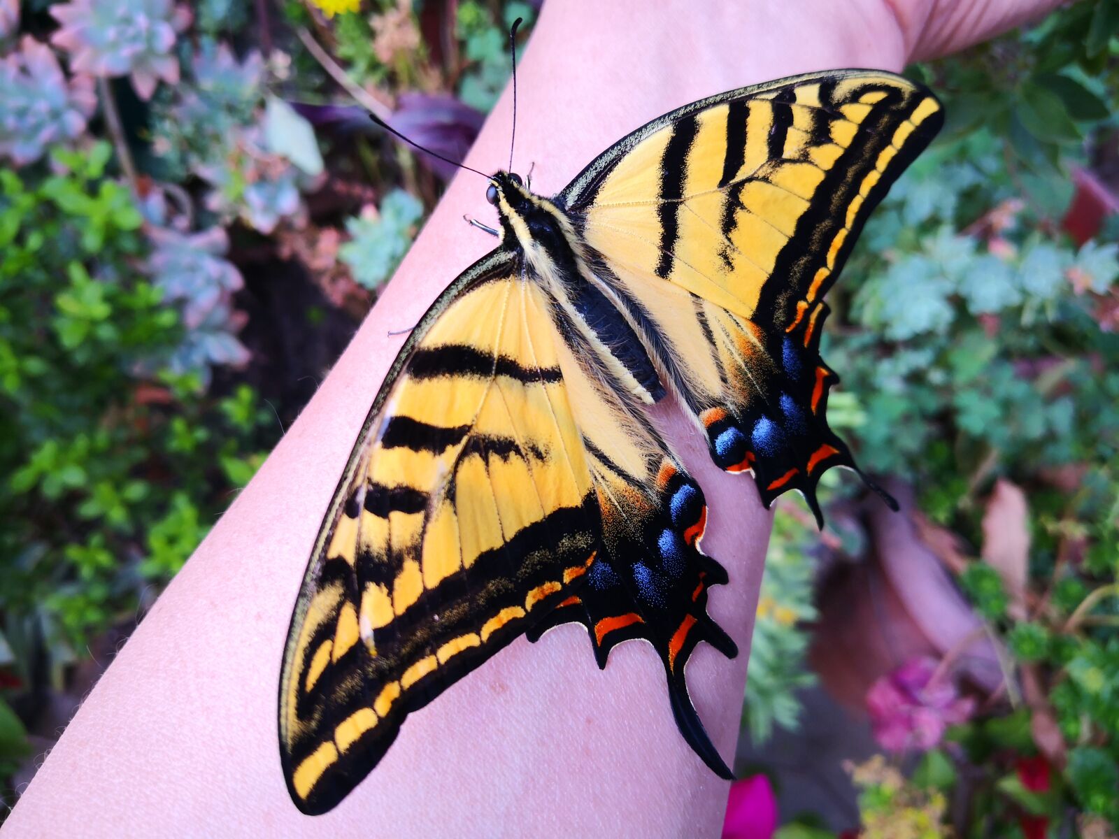 HUAWEI Mate 10 Pro sample photo. Insect, garden, butterfly photography