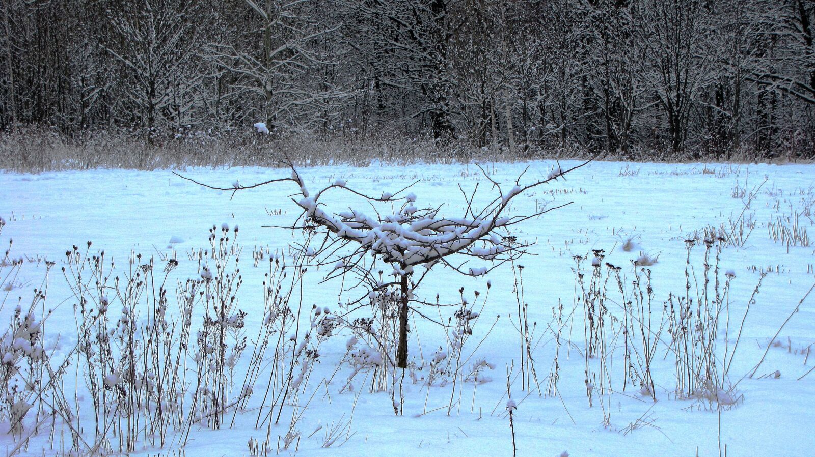 Canon PowerShot SX10 IS sample photo. Winter, snow, nature photography