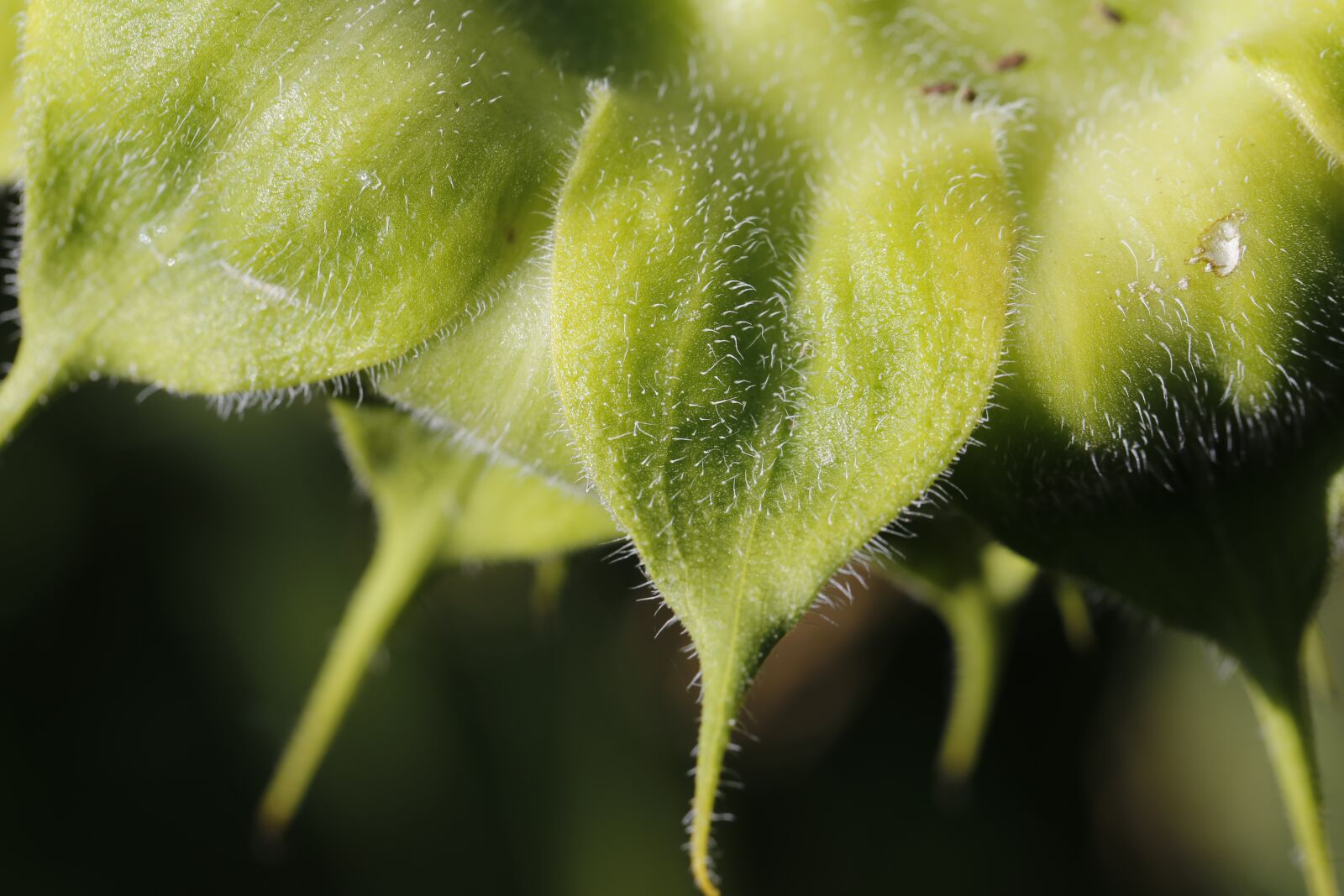 Canon EF 100mm F2.8L Macro IS USM sample photo. Sunflower, macro, plant photography