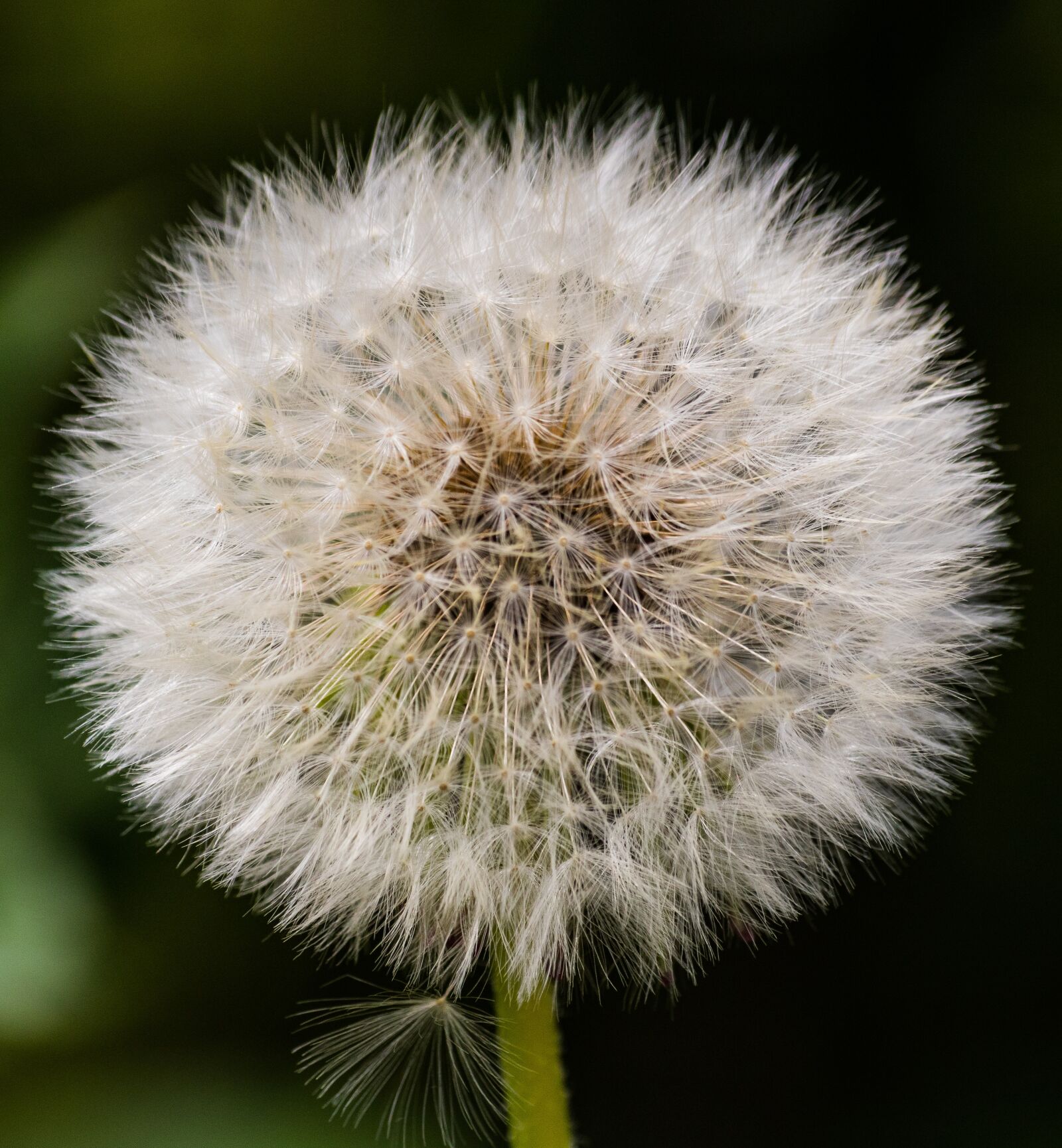 Canon EOS 750D (EOS Rebel T6i / EOS Kiss X8i) sample photo. Dandelion, seeds, natural photography