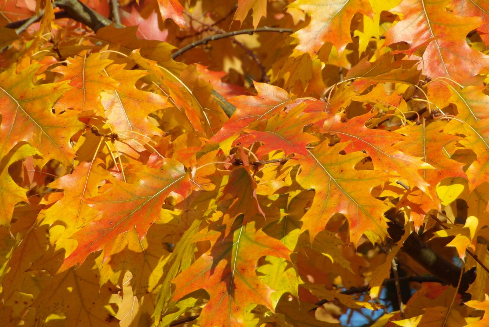 Samsung WB750 sample photo. Foliage, colorful, clear photography