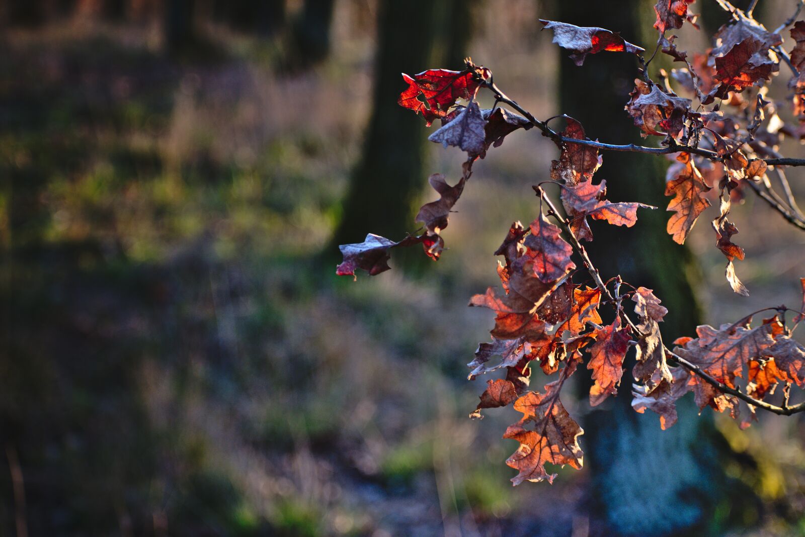 Nikon D5600 sample photo. Autumn, leaves, colors photography