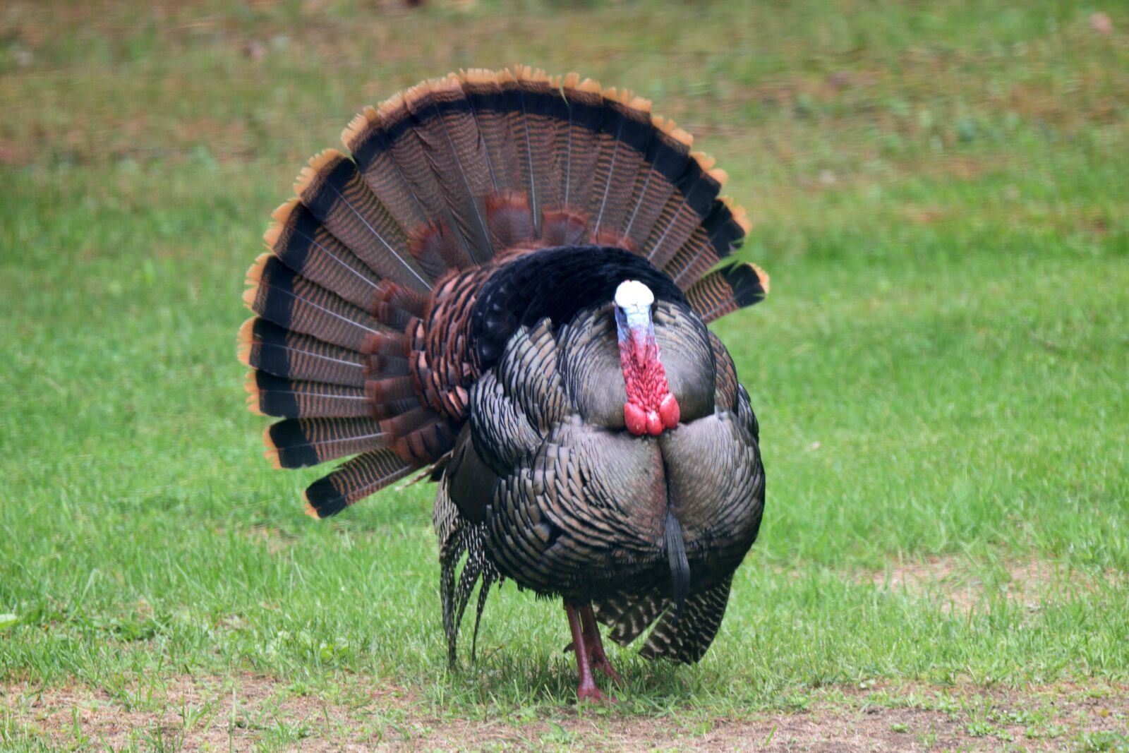 Nikon D5300 sample photo. Animal, bird, turkey photography