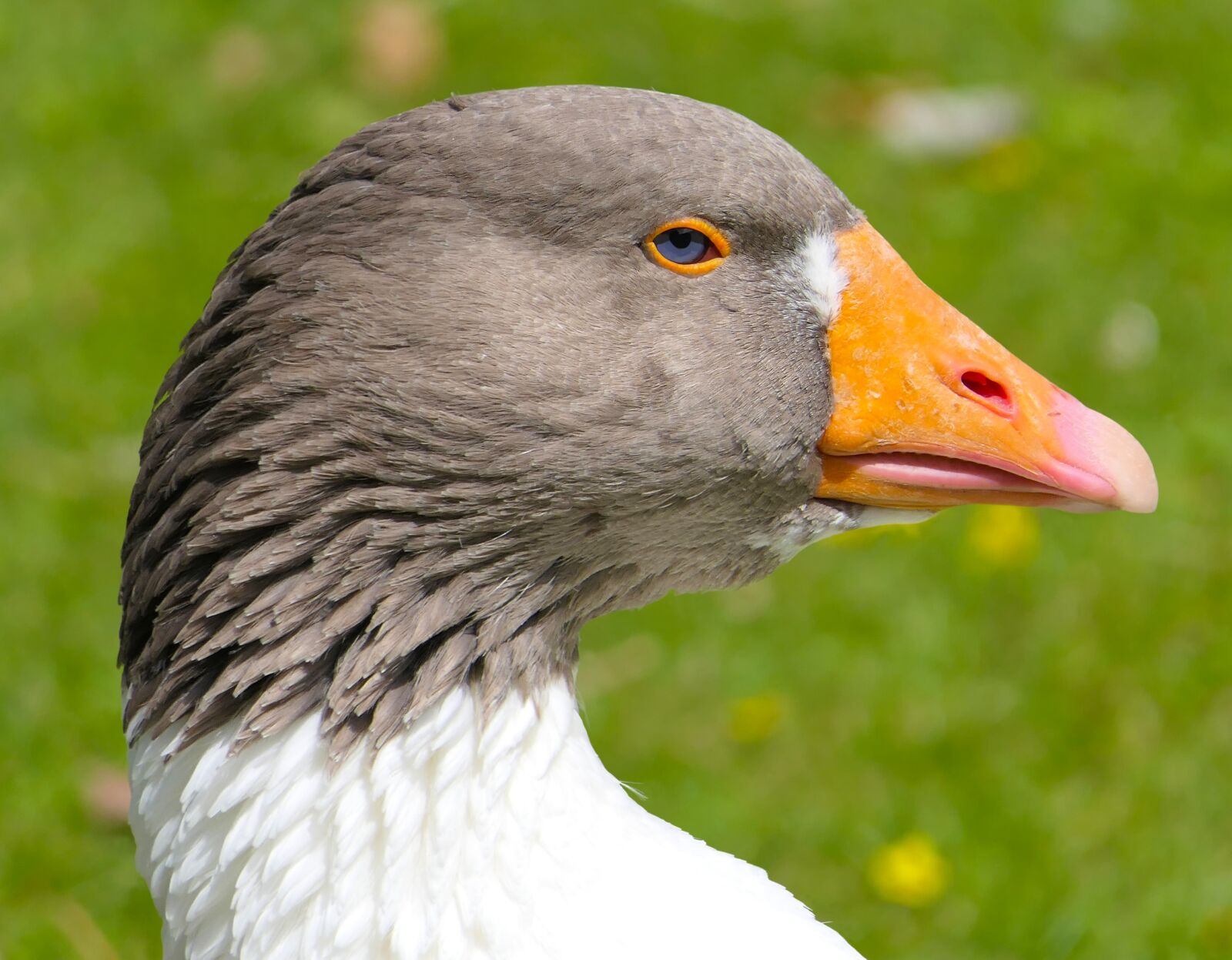 Panasonic Lumix DMC-FZ2500 (Lumix DMC-FZ2000) sample photo. Goose, head, bird photography