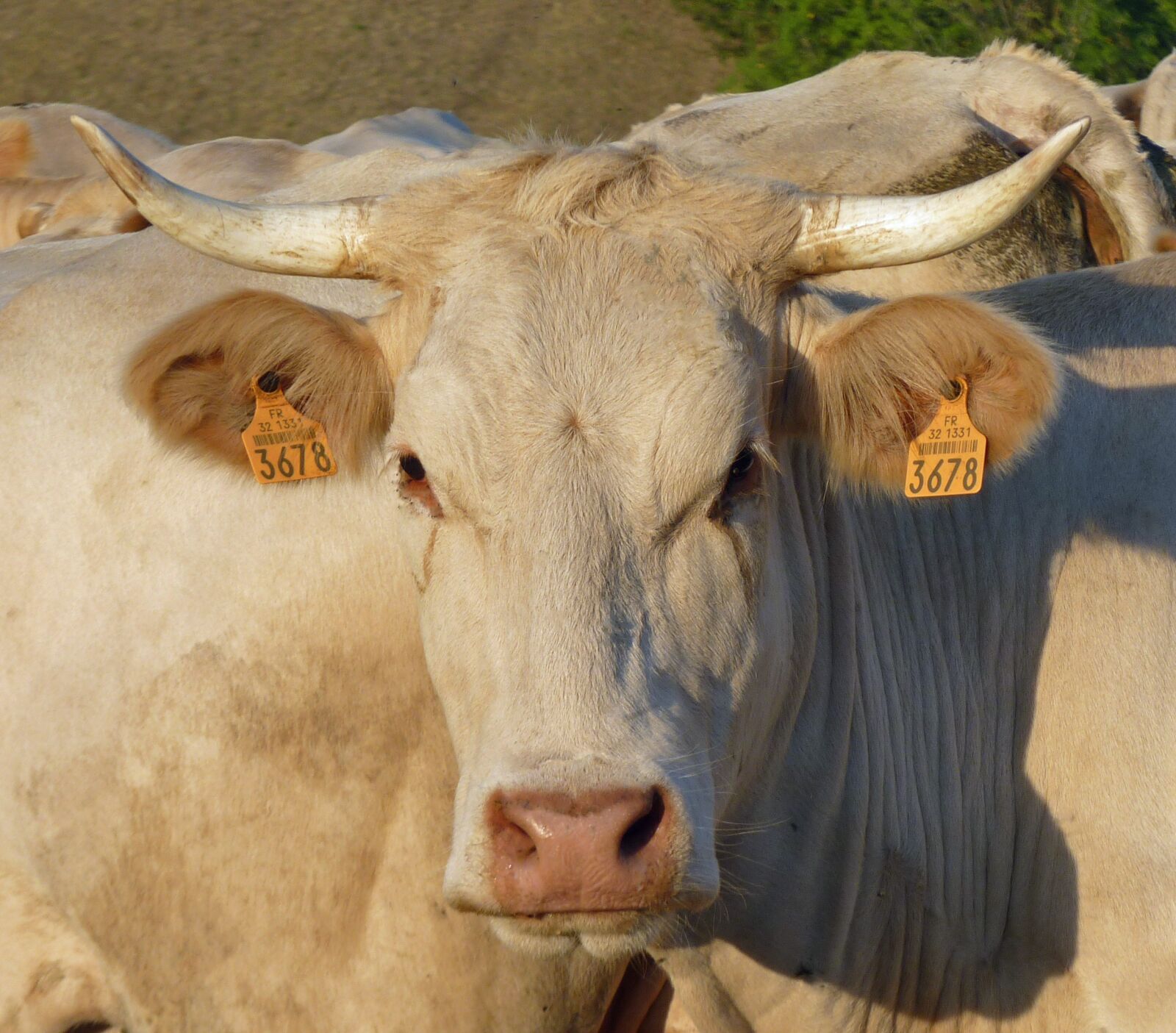 Panasonic Lumix DMC-FZ35 (Lumix DMC-FZ38) sample photo. Cow, head, cattle photography