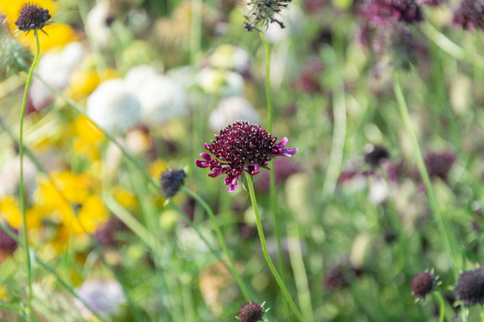 Nikon D3300 sample photo. Flower, garden, flowers photography