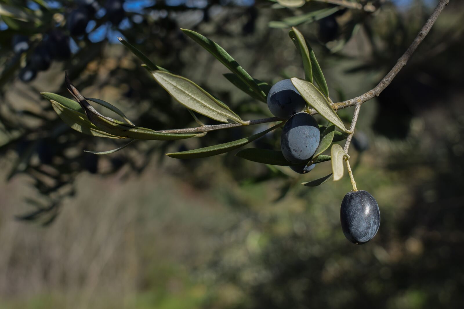 Nikon D3300 sample photo. Olives, fruit, nature photography