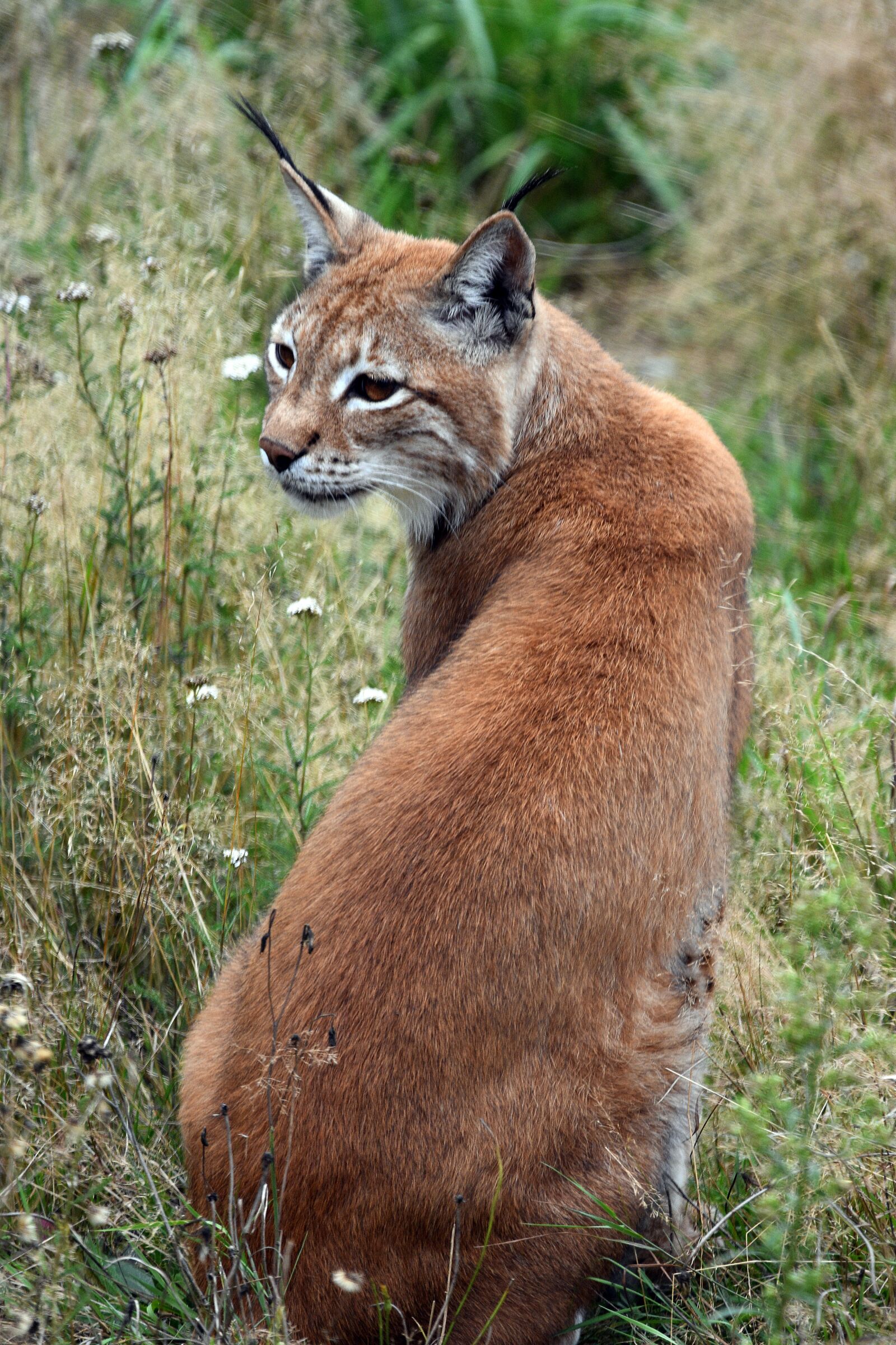 Nikon D3400 sample photo. Lynx, animal, wild photography