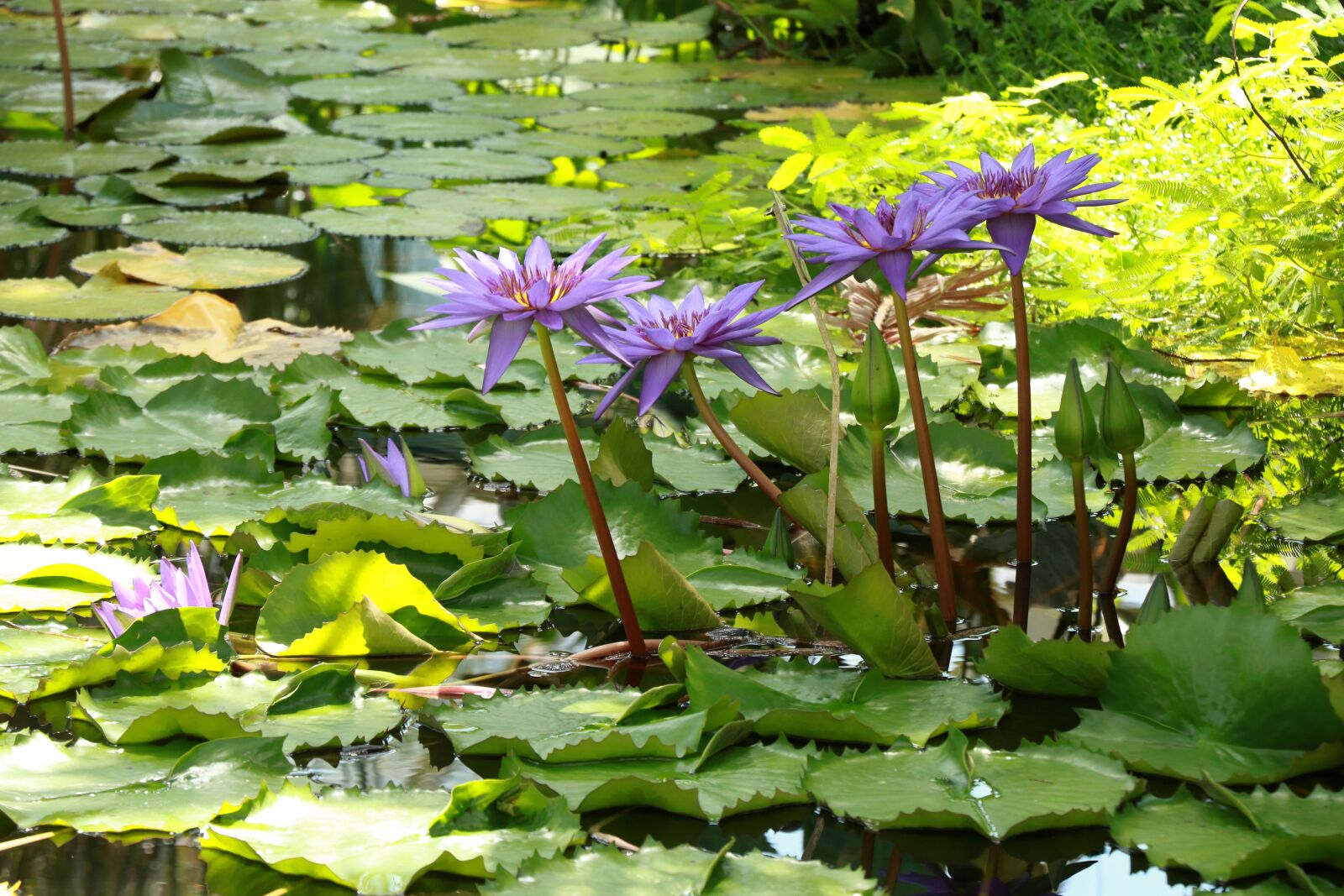 Canon EOS 750D (EOS Rebel T6i / EOS Kiss X8i) + Canon EF-S 18-135mm F3.5-5.6 IS STM sample photo. Water lilies, purple flowers photography