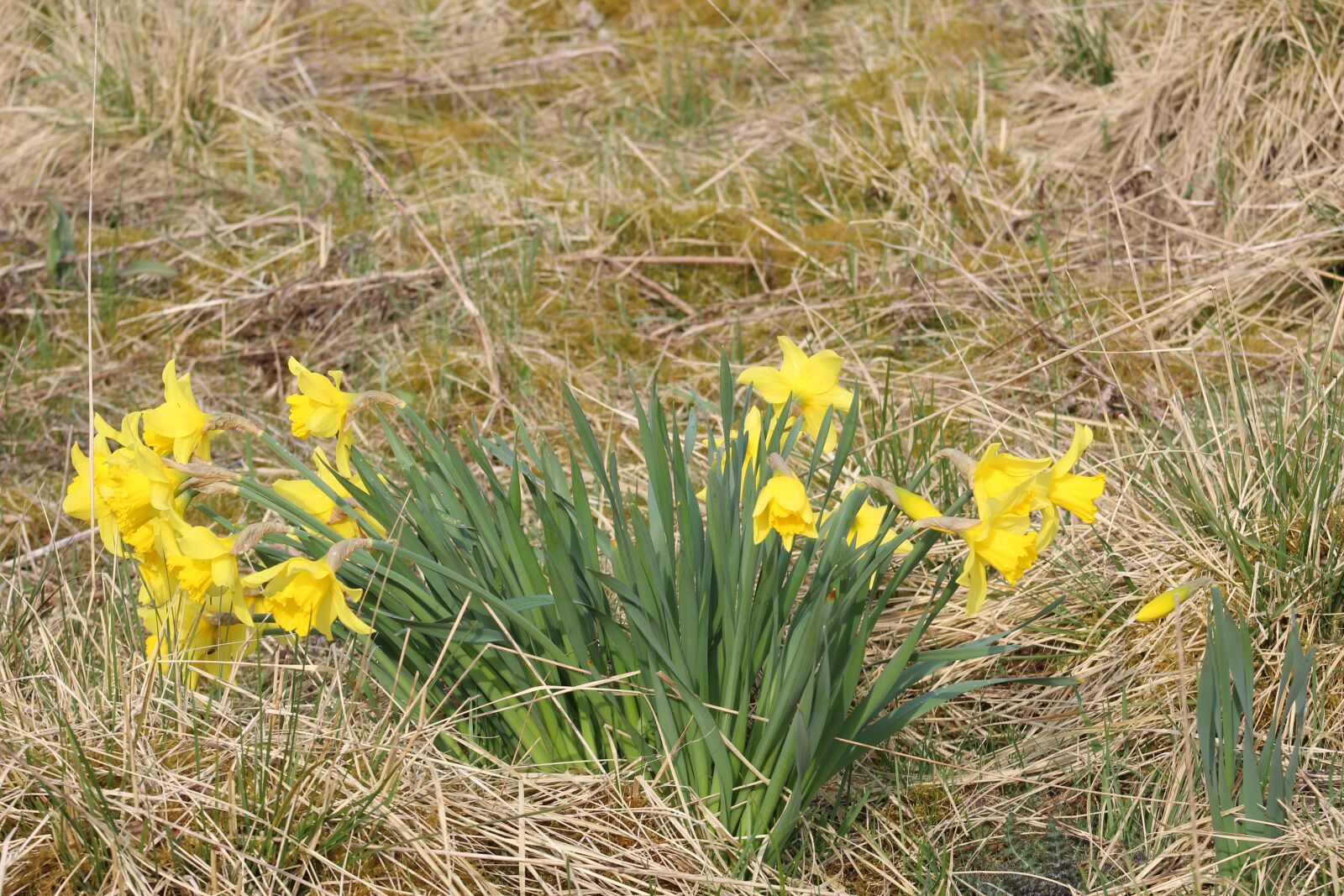 Canon EOS 4000D (EOS Rebel T100 / EOS 3000D) sample photo. Wild, daffodil, flowers photography