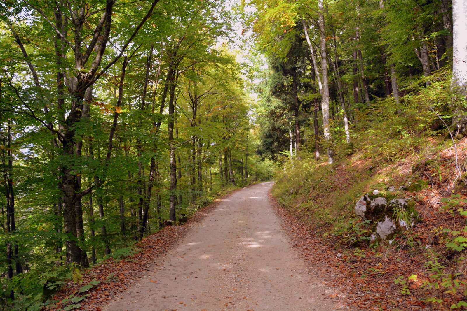 Nikon D7100 sample photo. Trail, forest, autumn photography