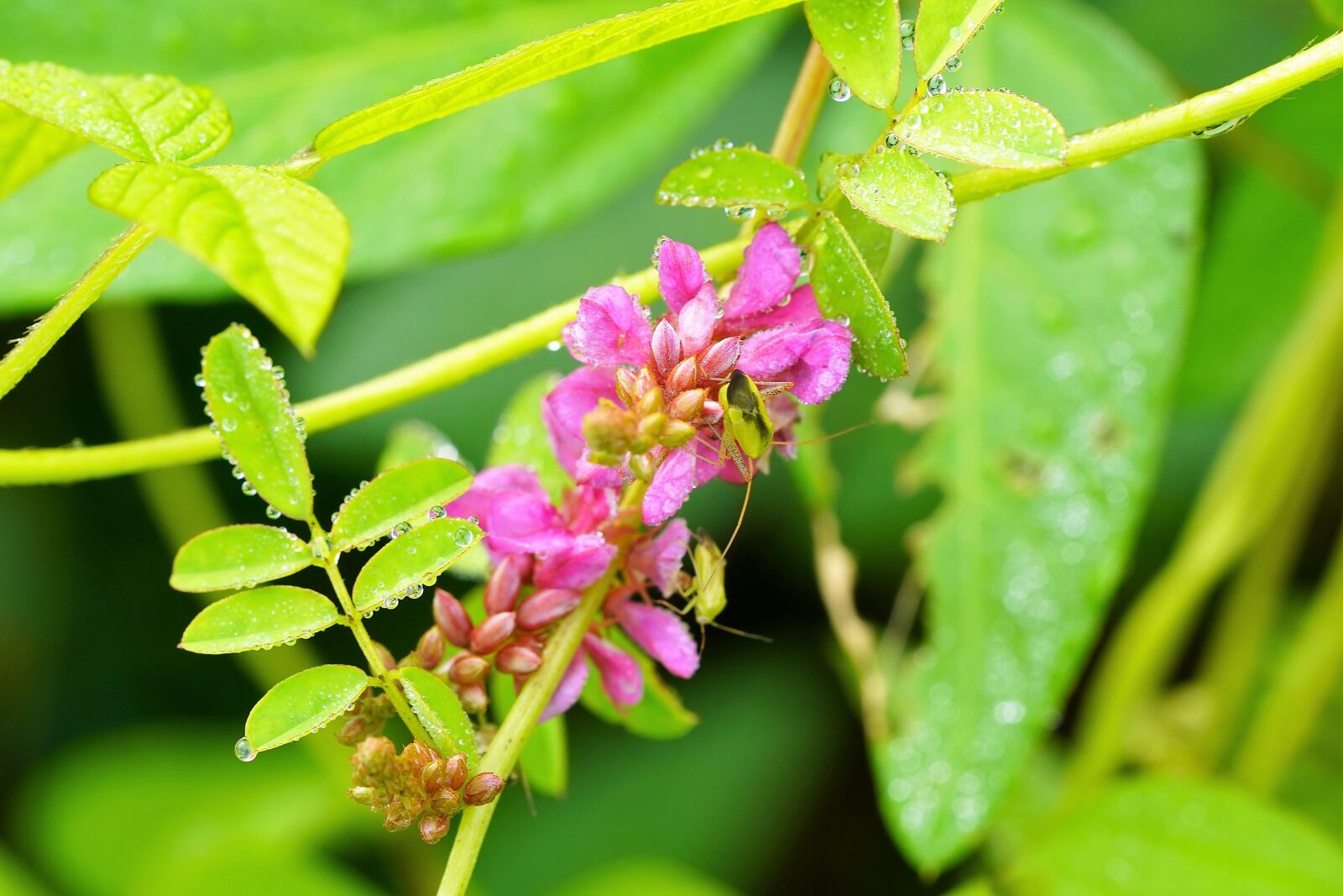 Sony a7R III + Sony FE 90mm F2.8 Macro G OSS sample photo. Wildflower, wild, flower photography